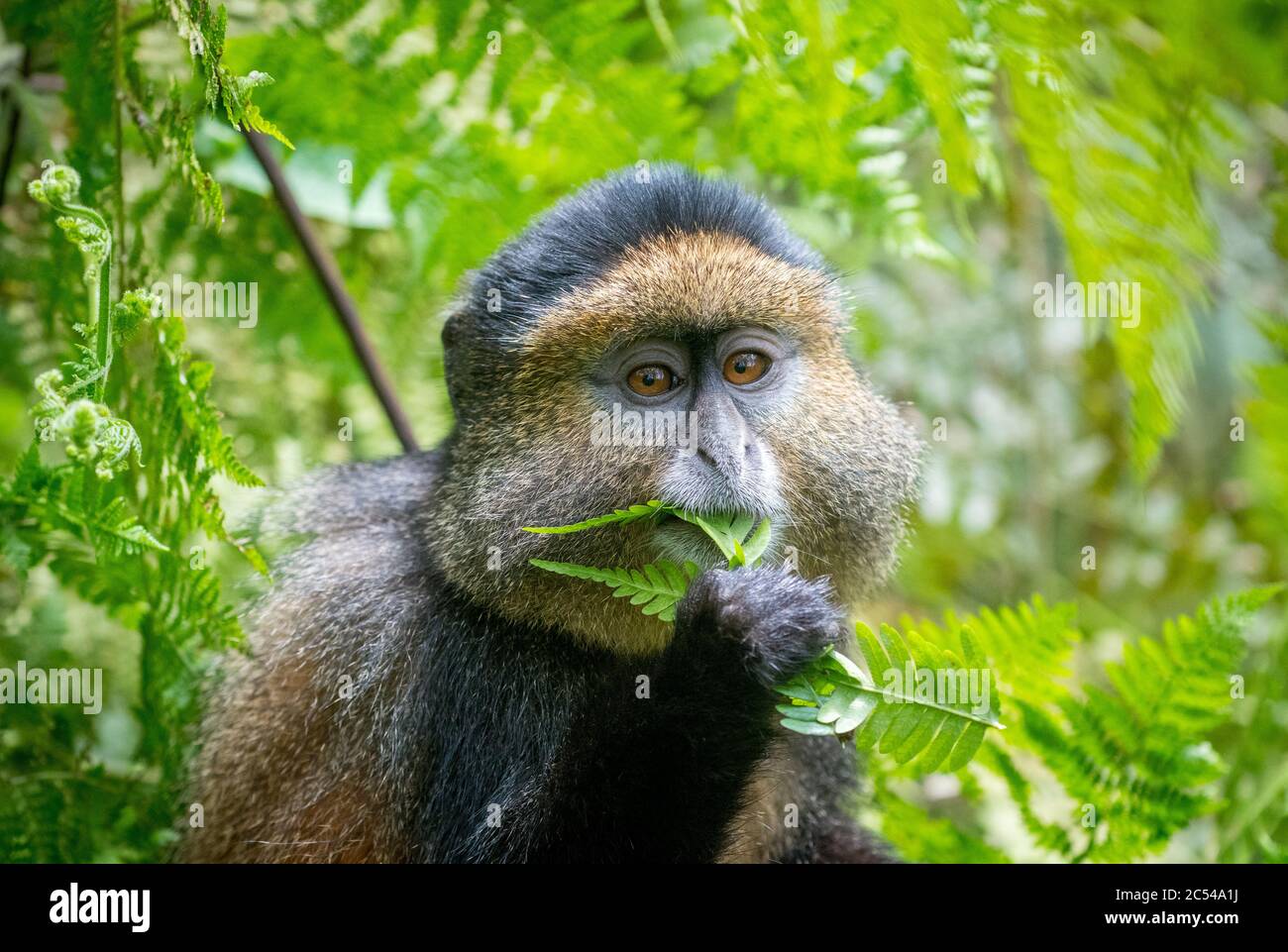 Portrait d'un singe doré mangeant des feuilles dans le parc national des volcans, Rwanda Banque D'Images