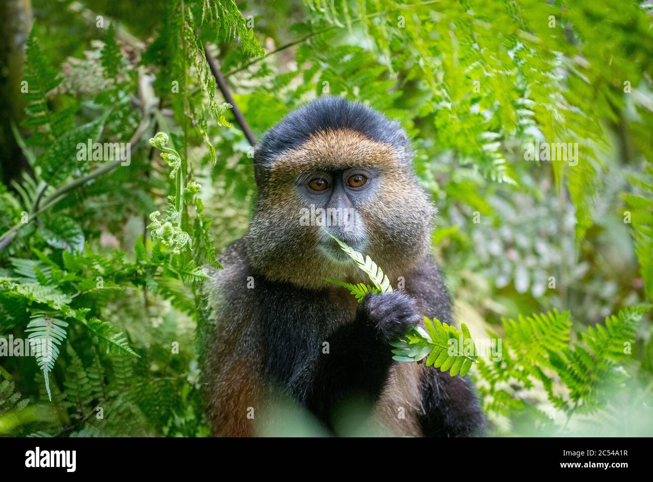 Portrait d'un singe doré mangeant des feuilles dans le parc national des volcans, Rwanda Banque D'Images