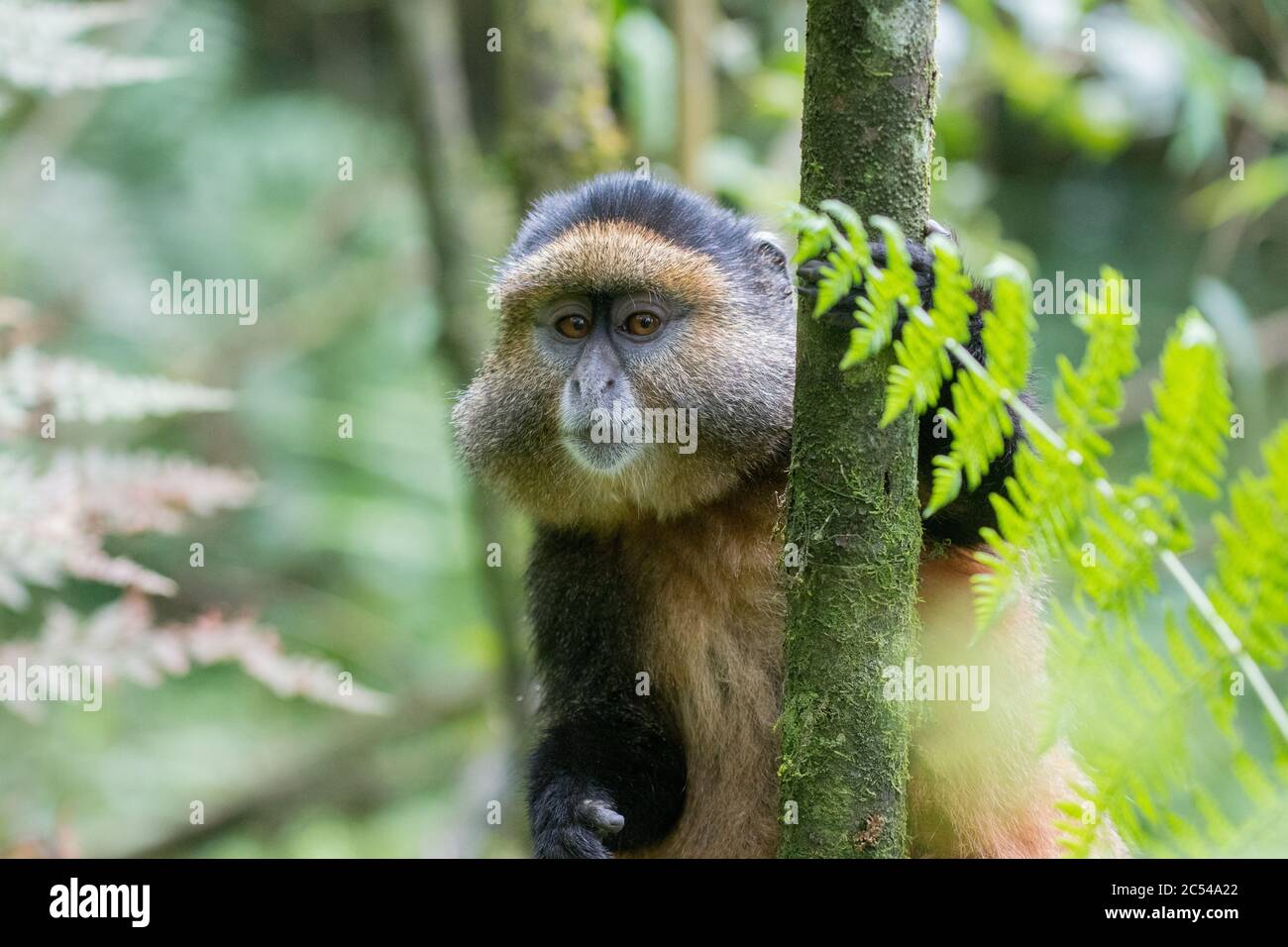 Singe doré accroché à un arbre dans le parc national des volcans, Rwanda Banque D'Images