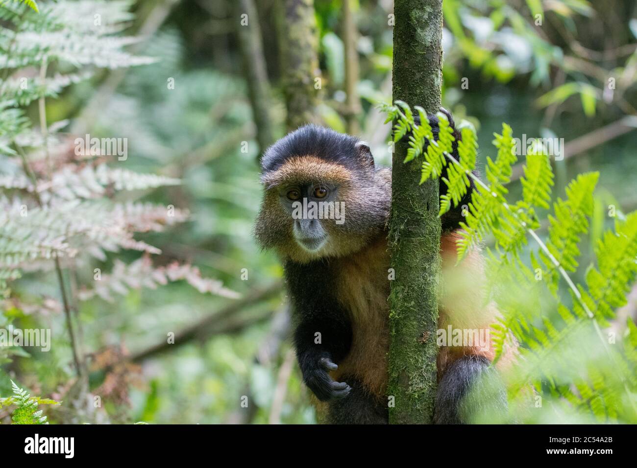 Singe doré accroché à un arbre dans le parc national des volcans, Rwanda Banque D'Images