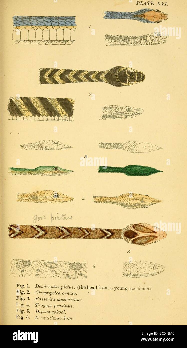 Serpents indien (Planche XVI) Banque D'Images