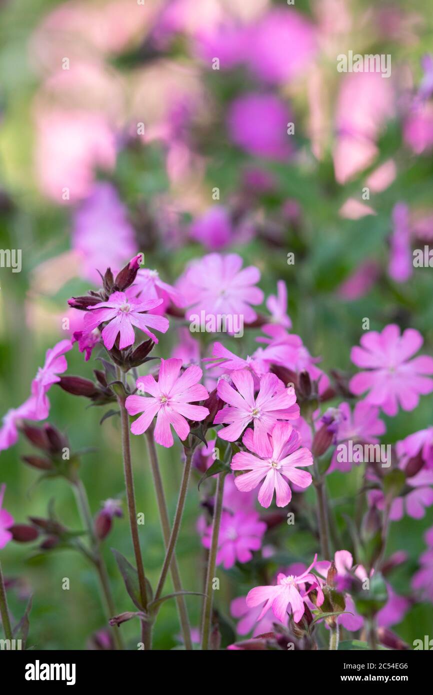 Fleurs de Campion rouge (Silene dioica) poussant dans la nature Banque D'Images