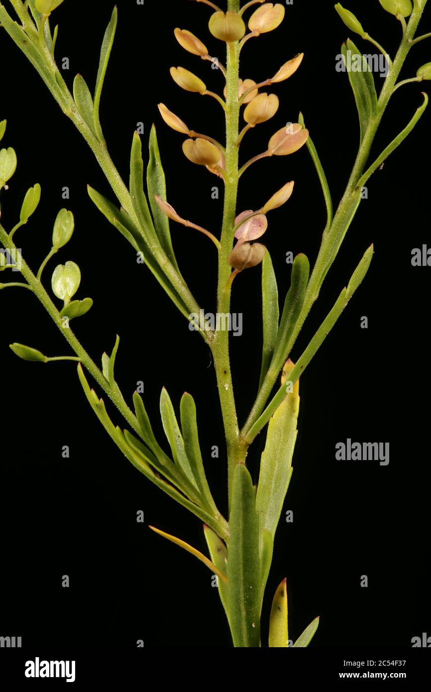 Inflorescence dense Banque de photographies et d’images à haute ...