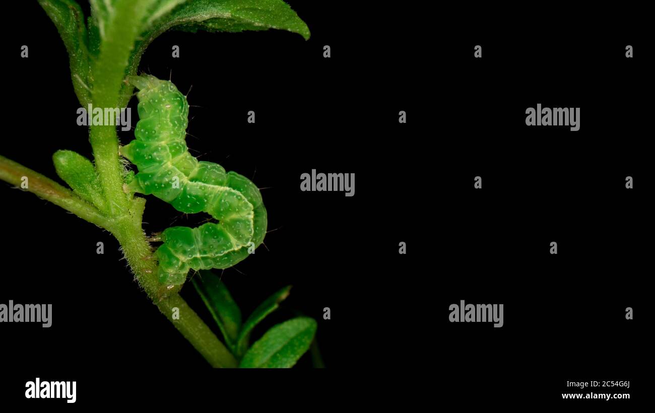 Macro-photographie de chenille verte isolée sur fond noir. Banque D'Images