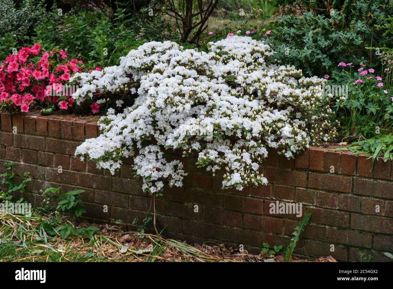 Azalée blanche en fleur qui pousse sur le mur du jardin de la maison au printemps Banque D'Images