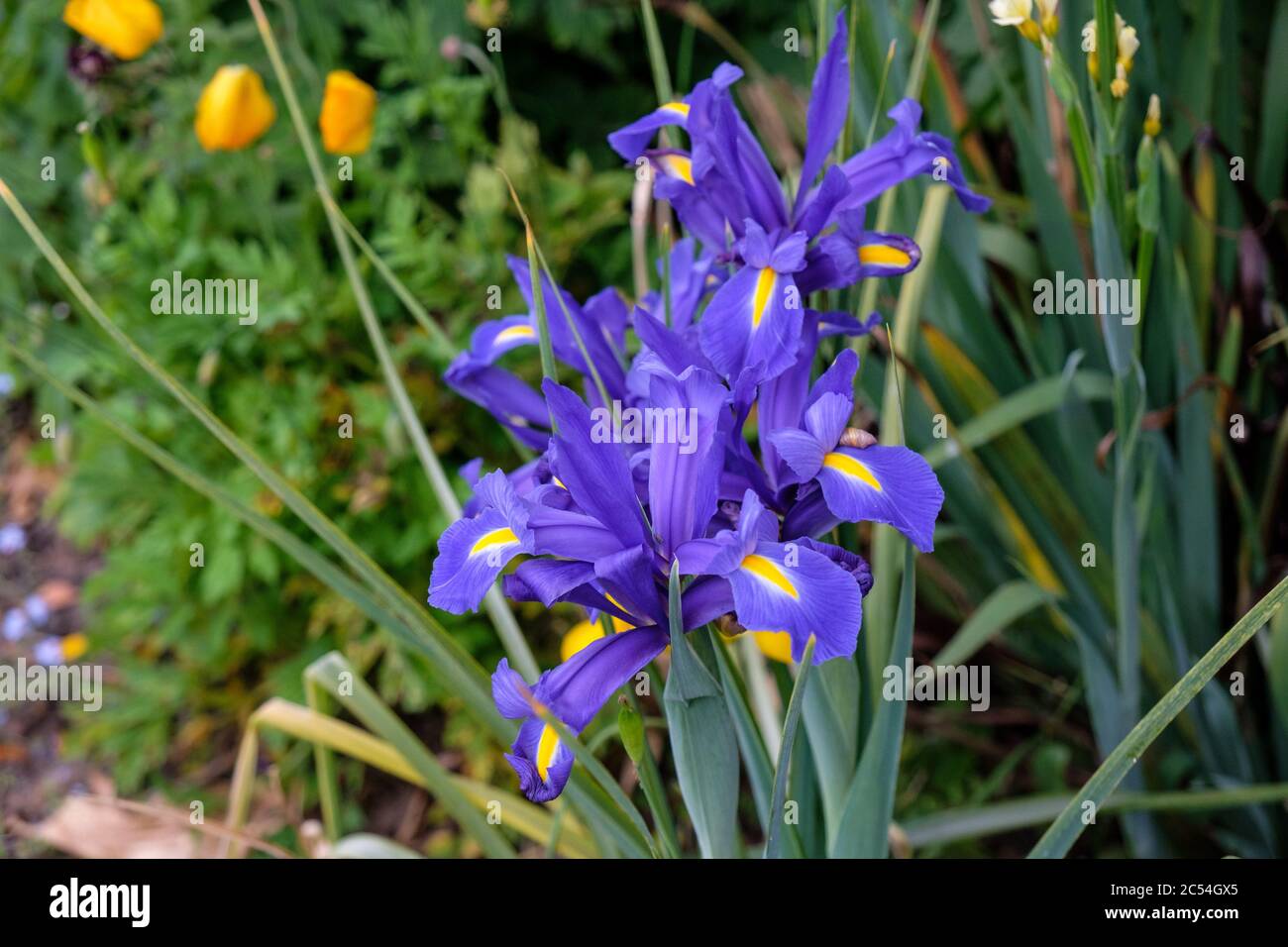 Fleurs d'iris bleu dans le jardin britannique Banque D'Images