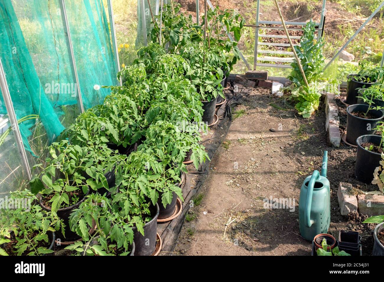 De jeunes plants de tomates qui grandissent dans des pots en serre sur l'allotissement britannique au printemps Banque D'Images