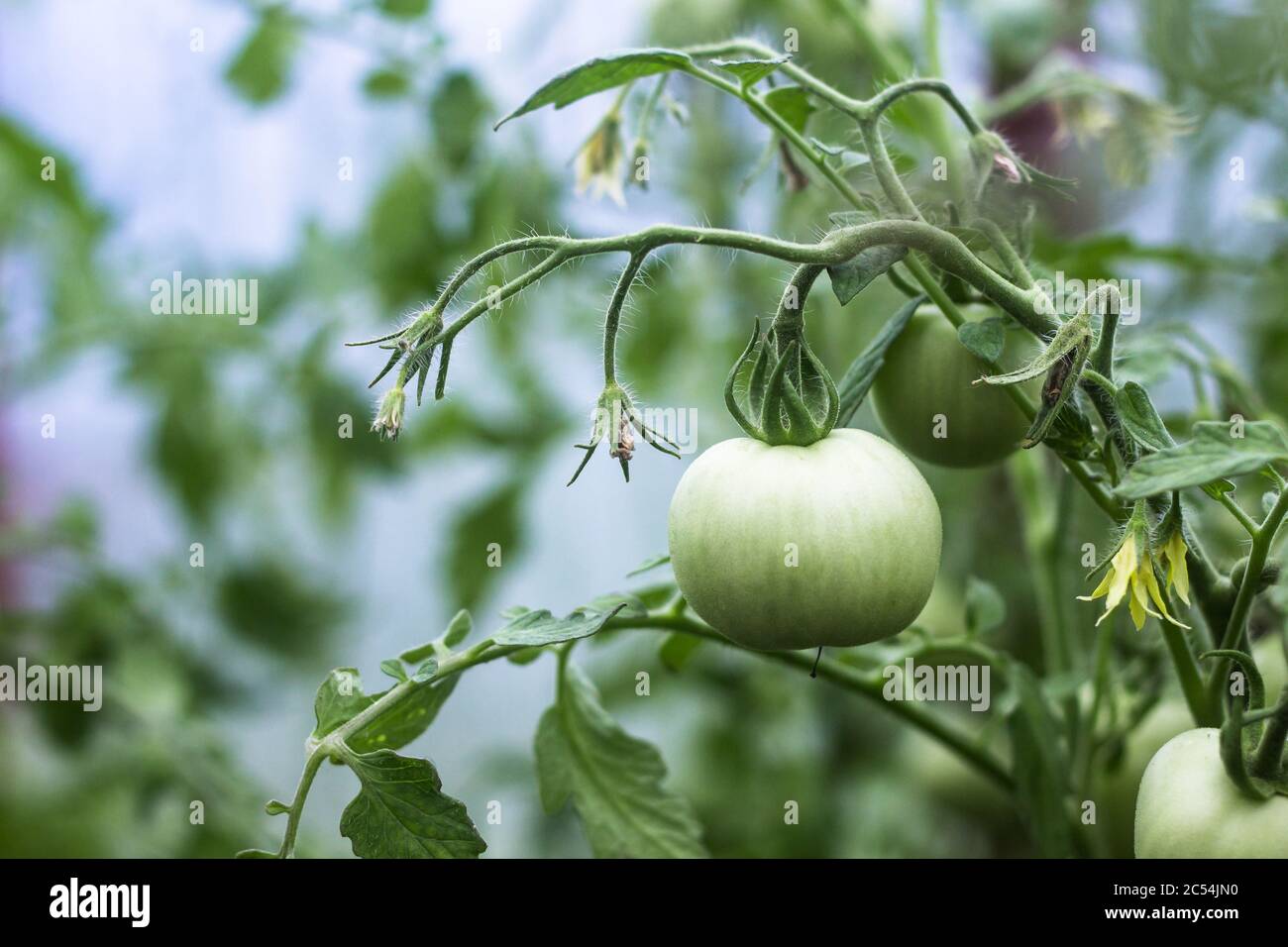 une tomate verte non mûre dans une serre est suspendue sur une branche, sur un fond flou Banque D'Images