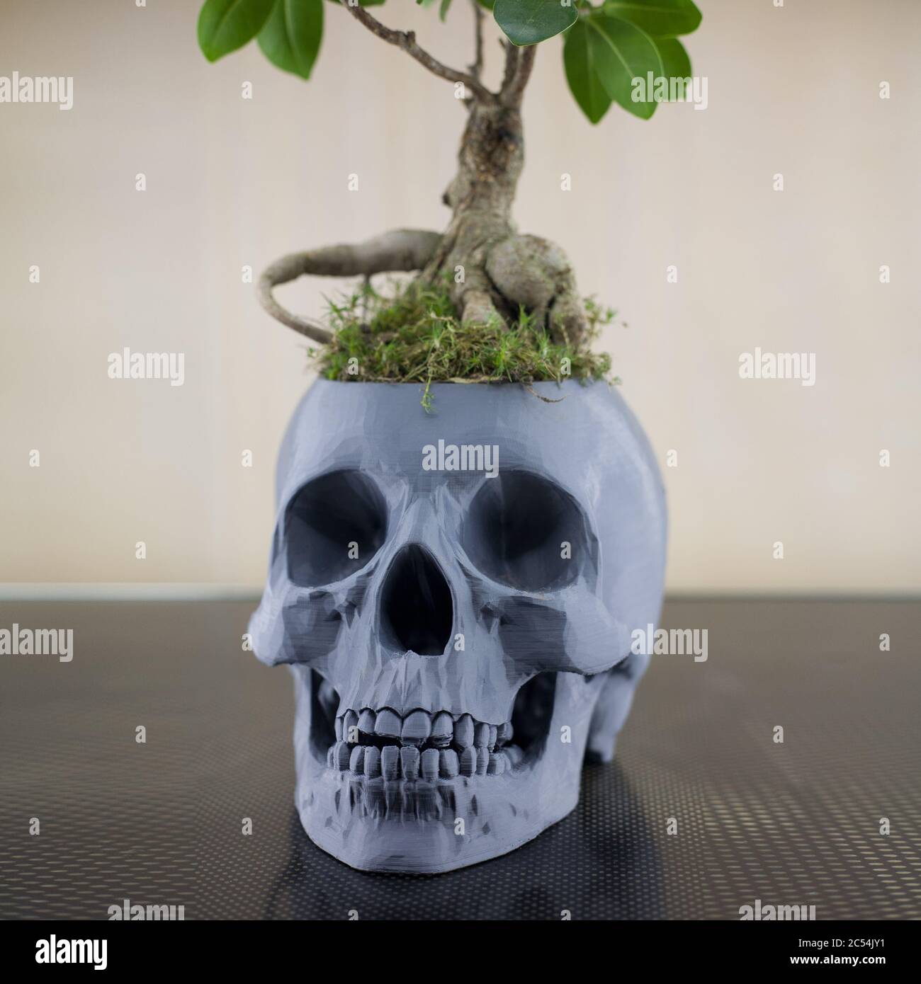crâne de pot de fleur avec plante sur la table Banque D'Images