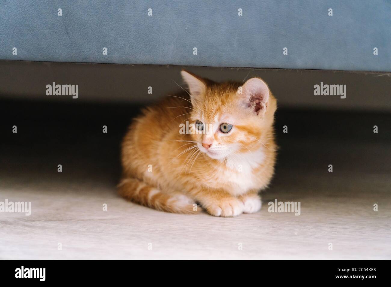 Les petits chats rouges sont mignons et assis sous le canapé sur un  parquet. Jeune mignon petit chaton rouge. Jeu de chaton au gingembre aux  cheveux longs à la maison. Animaux domestiques