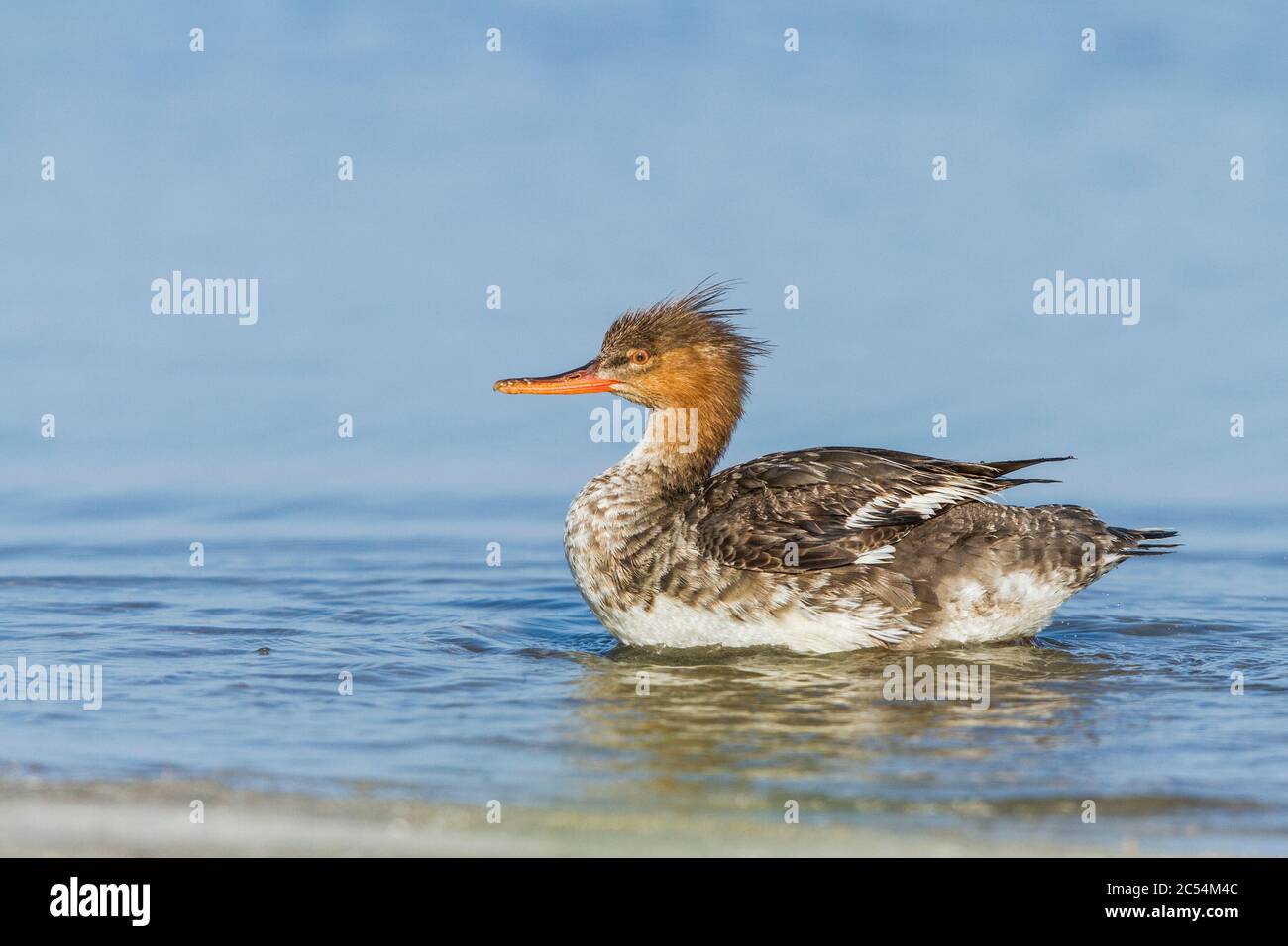 Une femelle merganser à poitrine rouge (Mergus serrator) à fort de Soto, Floride, États-Unis Banque D'Images