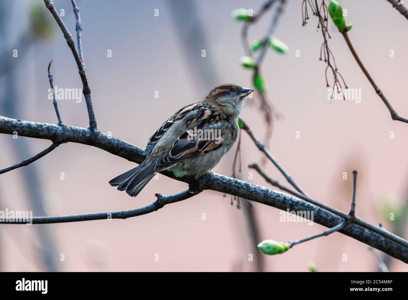 Petit oiseau sur une branche Banque D'Images