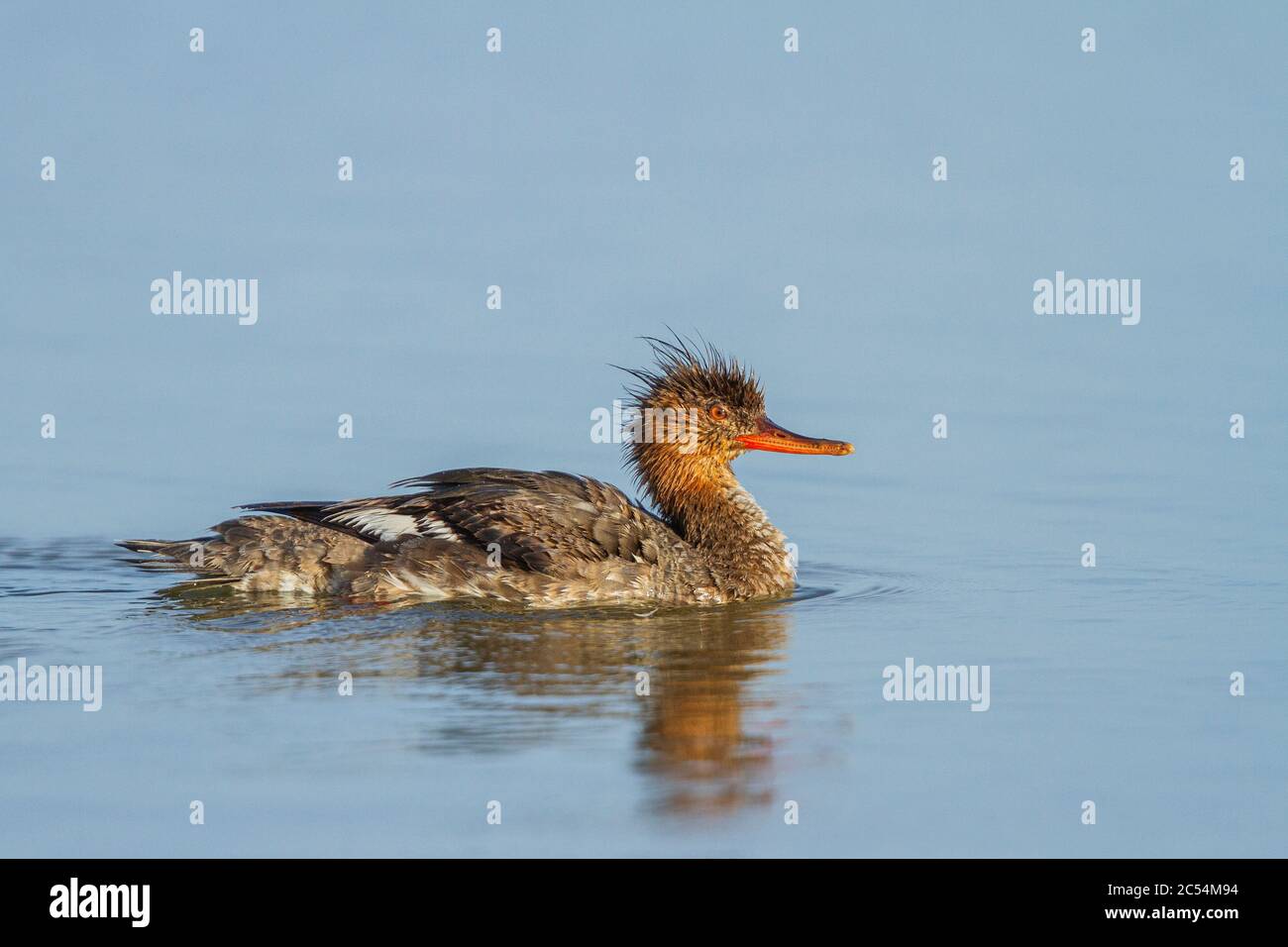 Une femelle merganser à poitrine rouge (Mergus serrator) à fort de Soto, Floride, États-Unis Banque D'Images