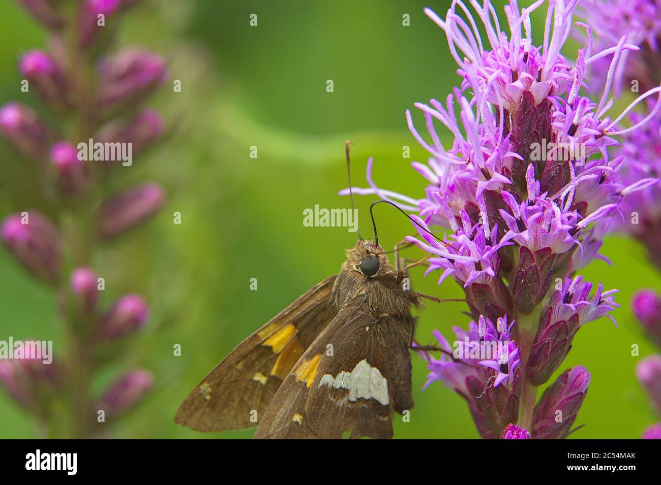 Macro de Liatris Pyscnostachya tête de fleur avec Sliver-Spotted Skipper Butterfly Banque D'Images