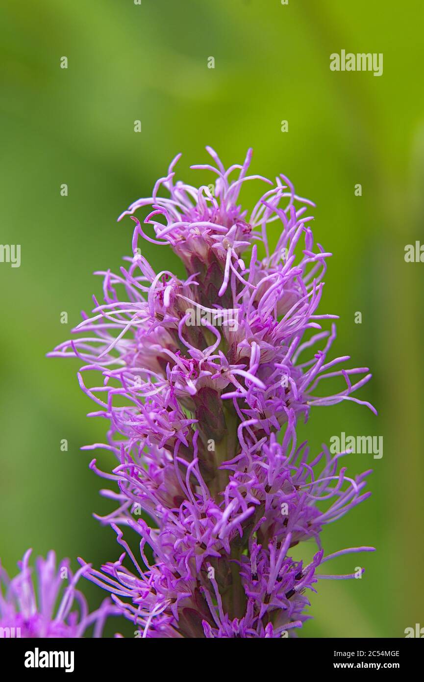 Macro de Liatris pycnostachya fleur de tête Banque D'Images