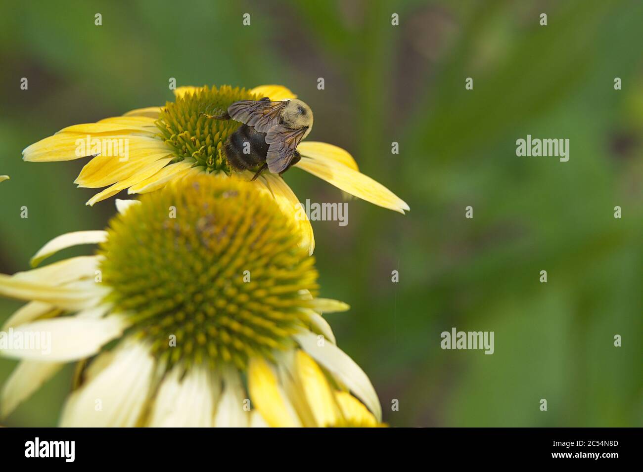 Macro de la tête de fleur jaune d'Echinacea avec abeille bourdonneuse Banque D'Images