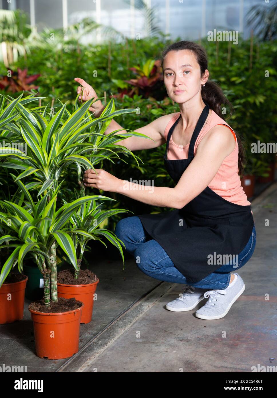 Portrait de jeune fille sympathique fleuriste près de dracaena plantes en pot au magasin serre Banque D'Images