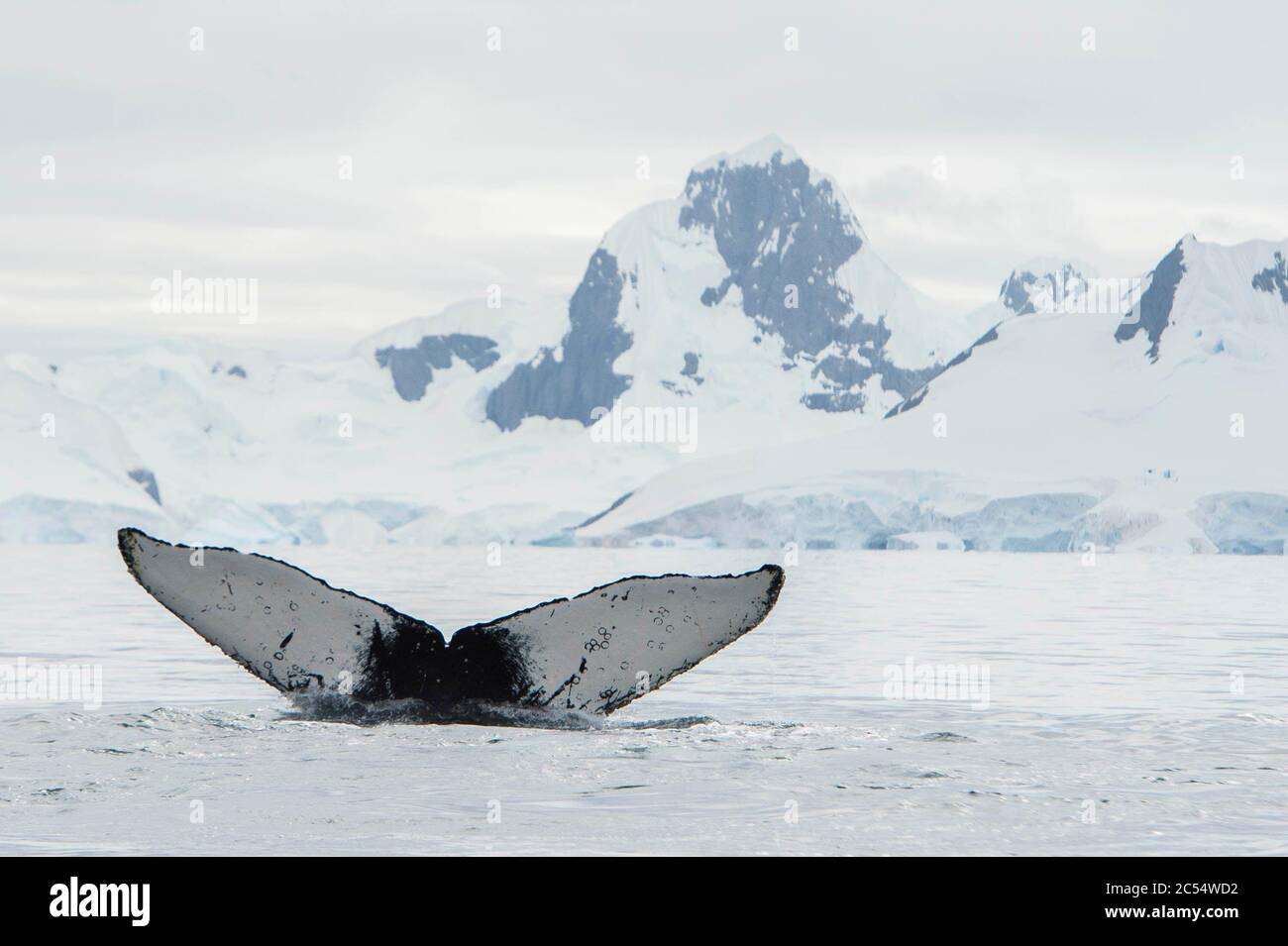 Baleine à bosse dans l'Antarctique de la baie de Charlotte Banque D'Images