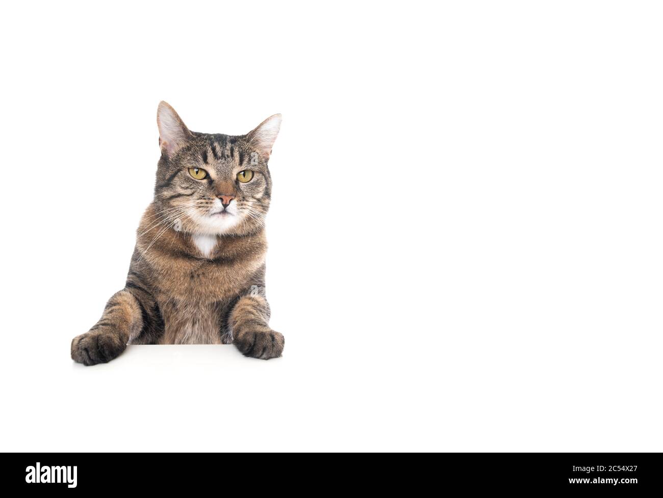 Photo studio d'un chat de shorthair domestique tabby isolé sur fond blanc bannière avec espace de copie mettant des pattes sur la table regardant devant Banque D'Images
