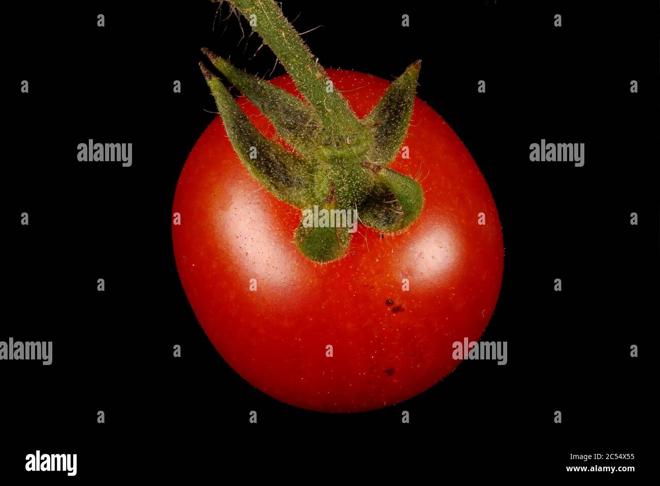 Tomate (Lycopersicon esculentum). Gros plan sur les fruits Banque D'Images