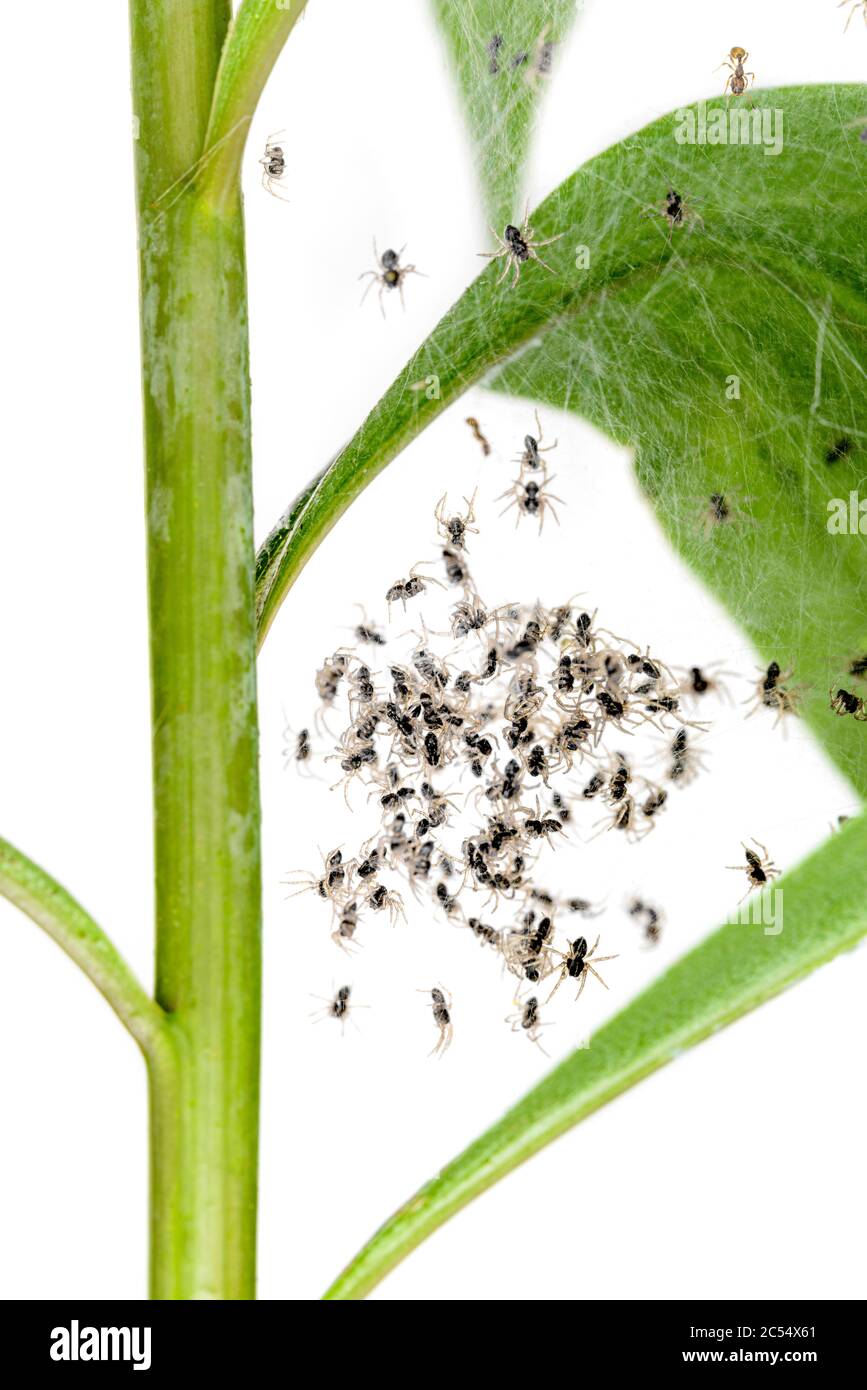 Les petites araignées nouveau-nés sont toutes ensemble dans une toile d'araignée sur le dessus d'une plante Banque D'Images