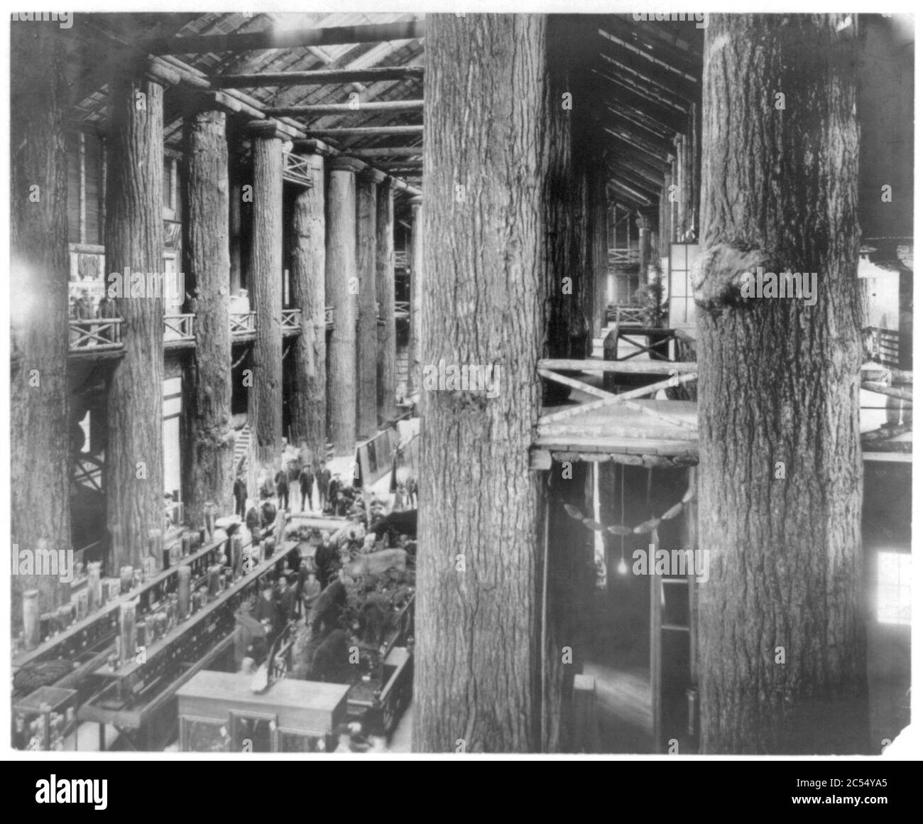 Intérieur de la foresterie à l'Édifice du Centenaire de Lewis et Clark, Portland, Oregon, 1905. Affiche ; piliers d'arbres immenses, des animaux en peluche Banque D'Images