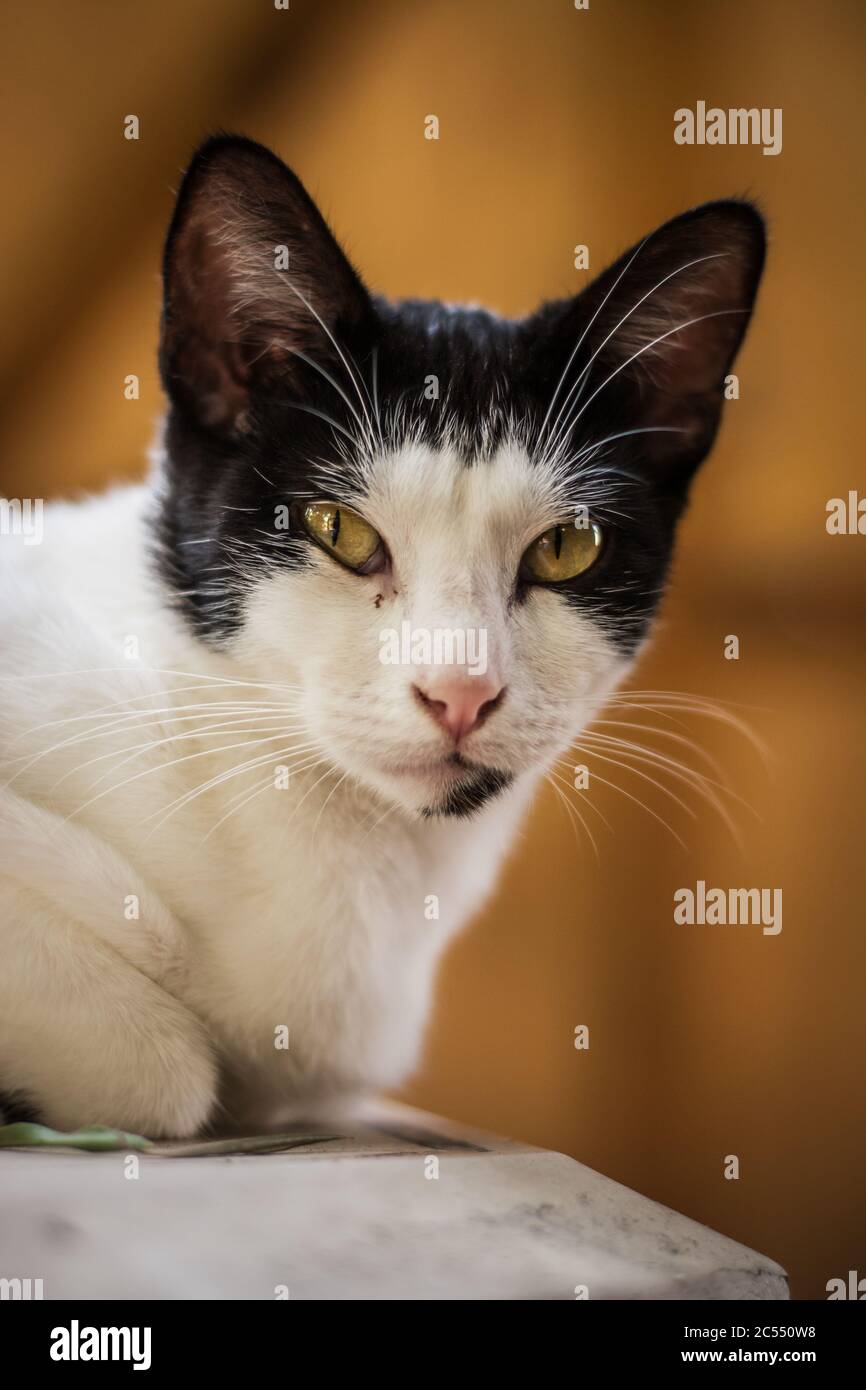 Portrait De Gris Noir Marron Et Blanc Chat Tigre A Poils Longs S Accroupit Regardant Viewer Fond De Ciel Bleu Avec Des Nuages Blancs Copy Space Photo Stock Alamy