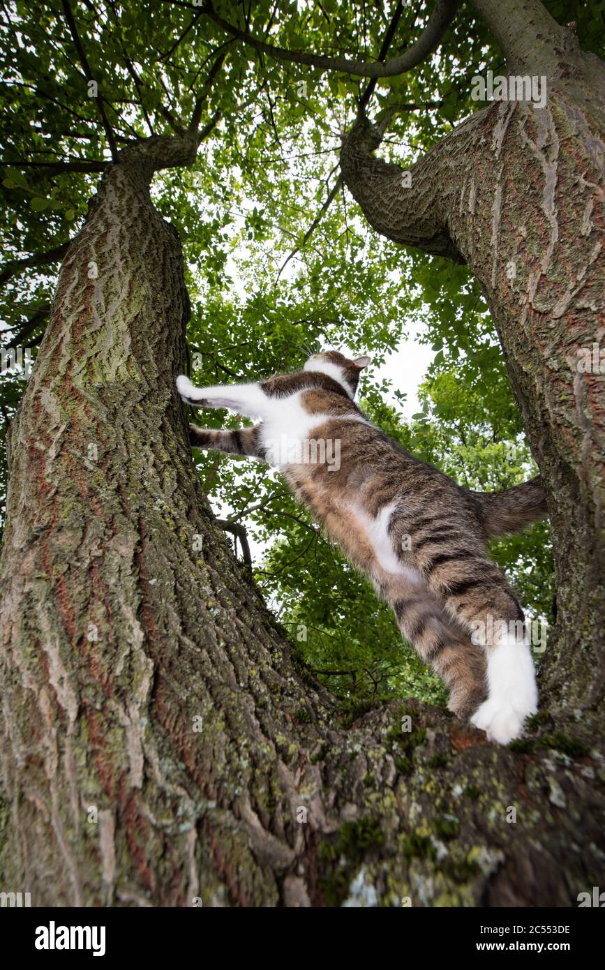 vue à angle bas d'un chat britannique de rivage blanc tabby debout sur une fourche d'arbre sur le point de grimper en plein air dans la nature Banque D'Images
