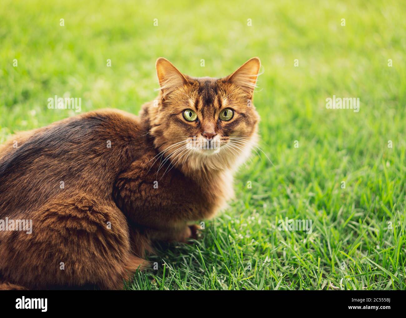 Chat somalien de race pure dans l'herbe à l'extérieur. La race de chat somalien est une belle féline domestique. Ils sont intelligents, très sociaux et ils aiment jouer Banque D'Images