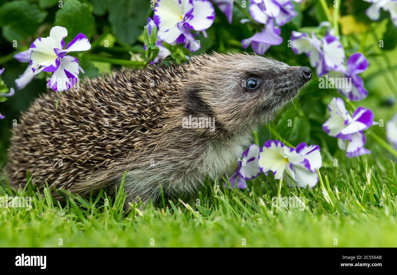 Hedgehog (nom scientifique : erinaceus Europaeus). Gros plan d'un hérisson sauvage, indigène, européen avec tête élevée dans le lit de fleur coloré Viola.Paysage Banque D'Images