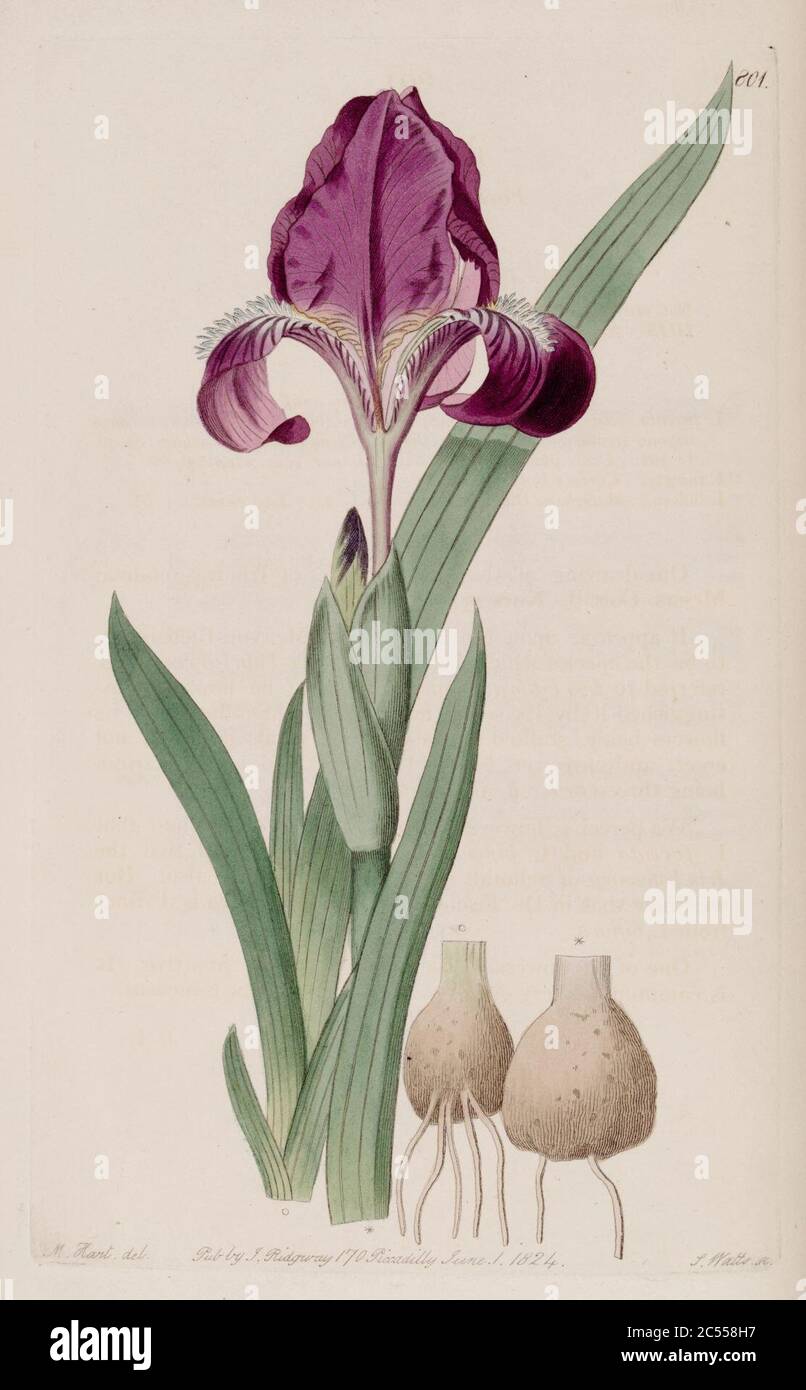Iris furcata par Sydenham Edwards. Banque D'Images