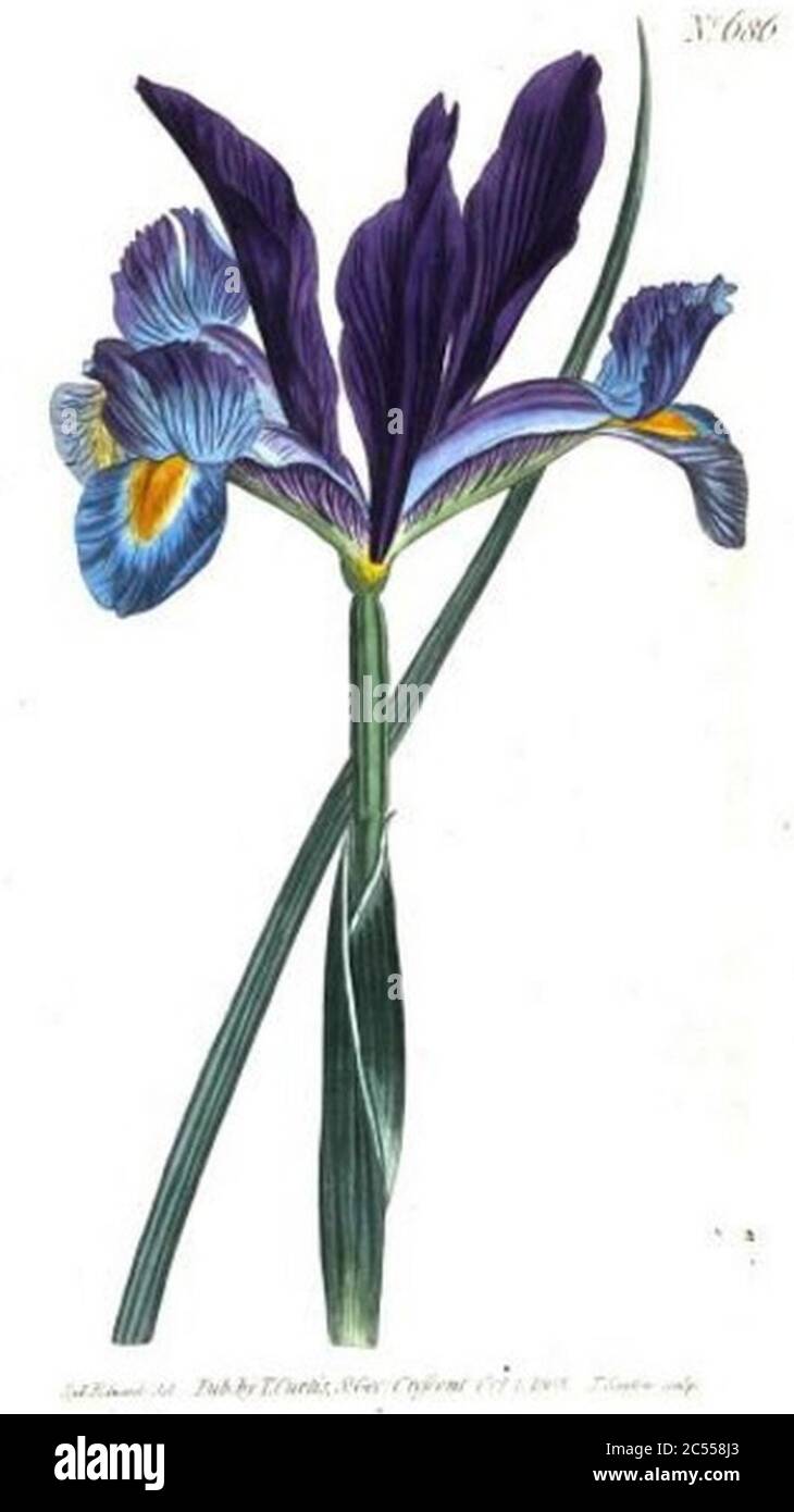 Iris pallida par Sydenham Edwards. Banque D'Images