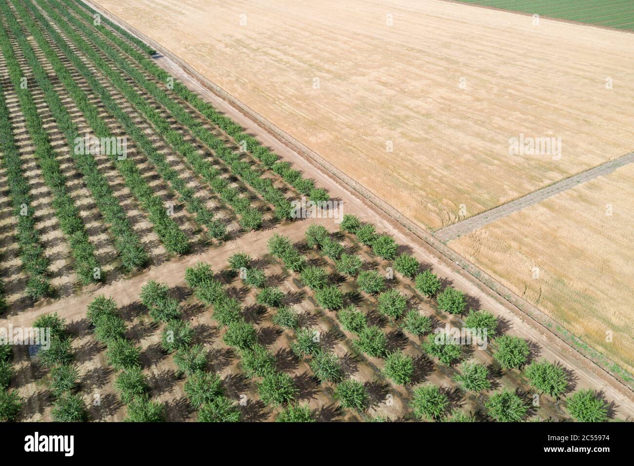 Résumé vues aérodynamiques des champs et des vergers d'amande dans le comté de Yolo, Californie Banque D'Images