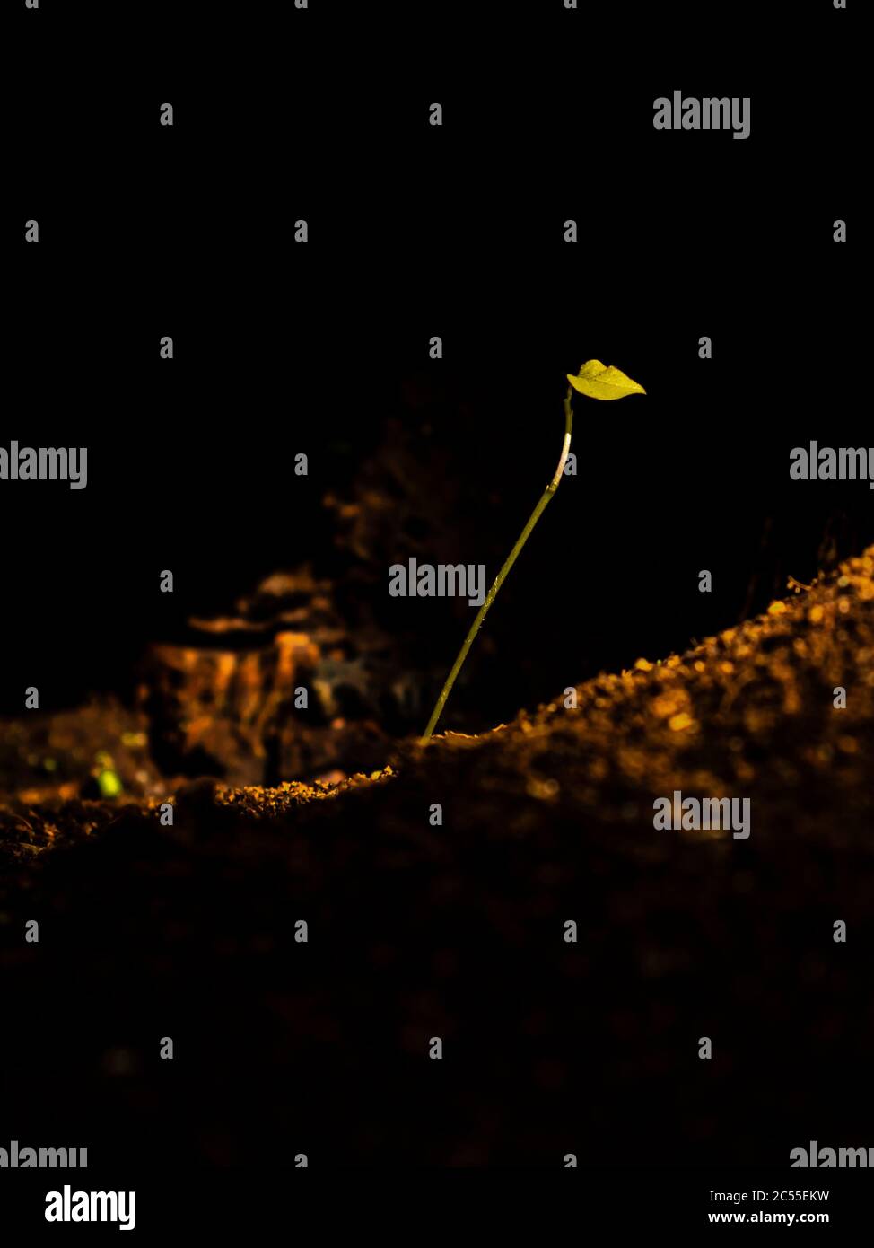 Petite plante poussant dans un endroit sombre peu probable Banque D'Images