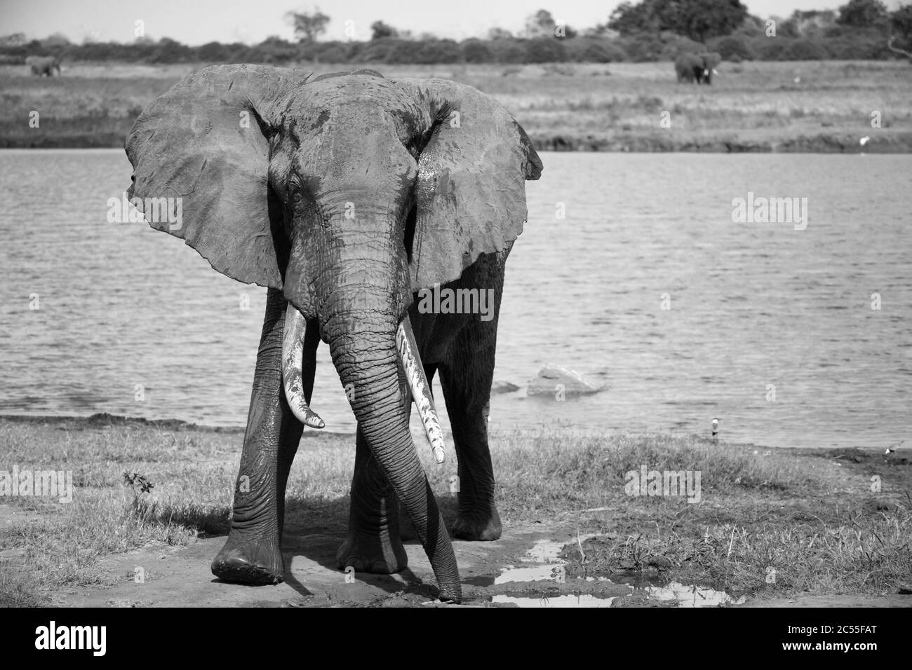 Un grand éléphant rouge après avoir baigné près d'un trou d'eau Banque D'Images