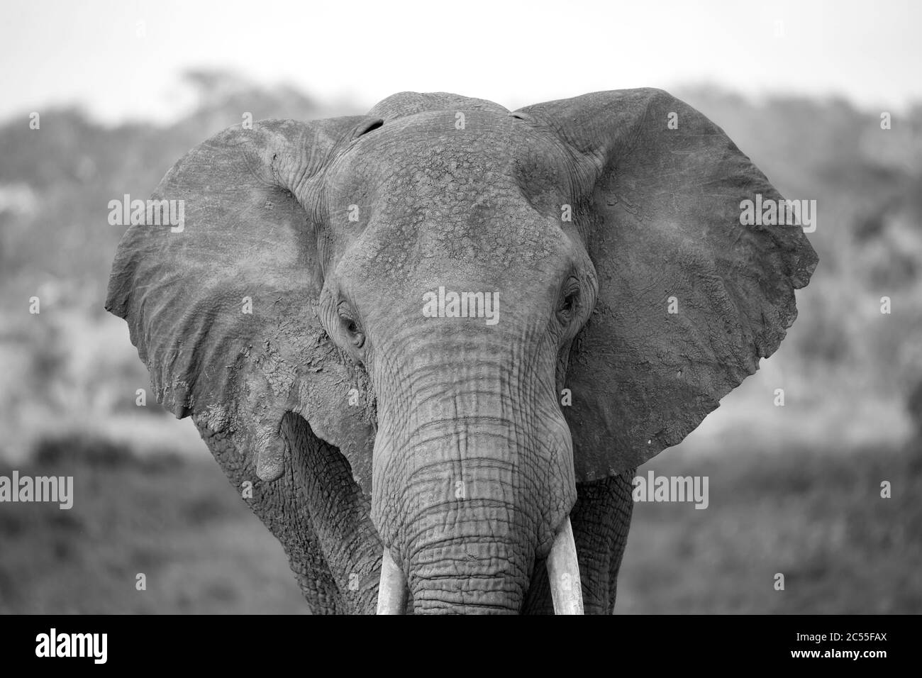 Une face d'un éléphant rouge a pris de près Banque D'Images