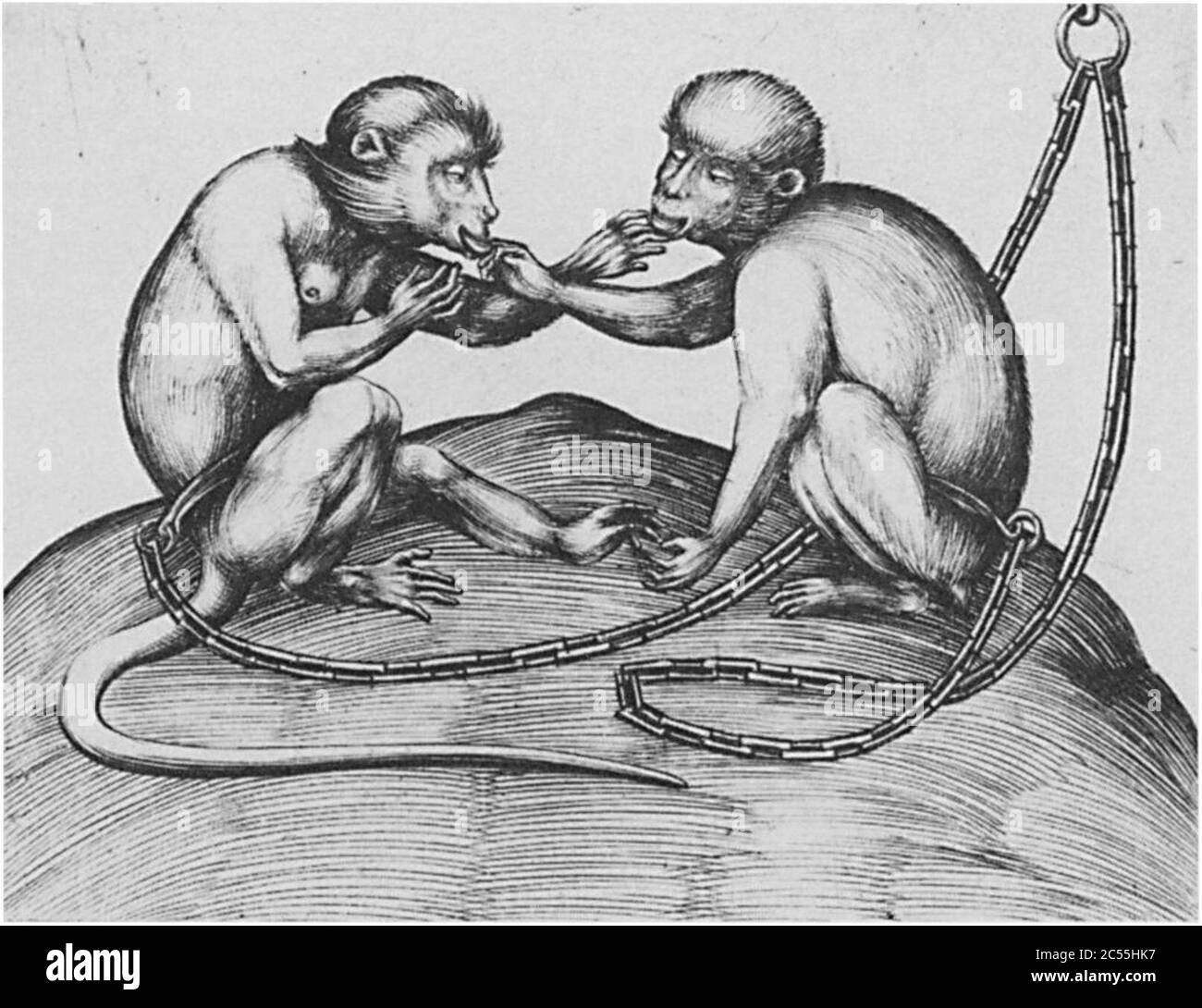 Israël van Meckenem - deux Monkeys. Banque D'Images