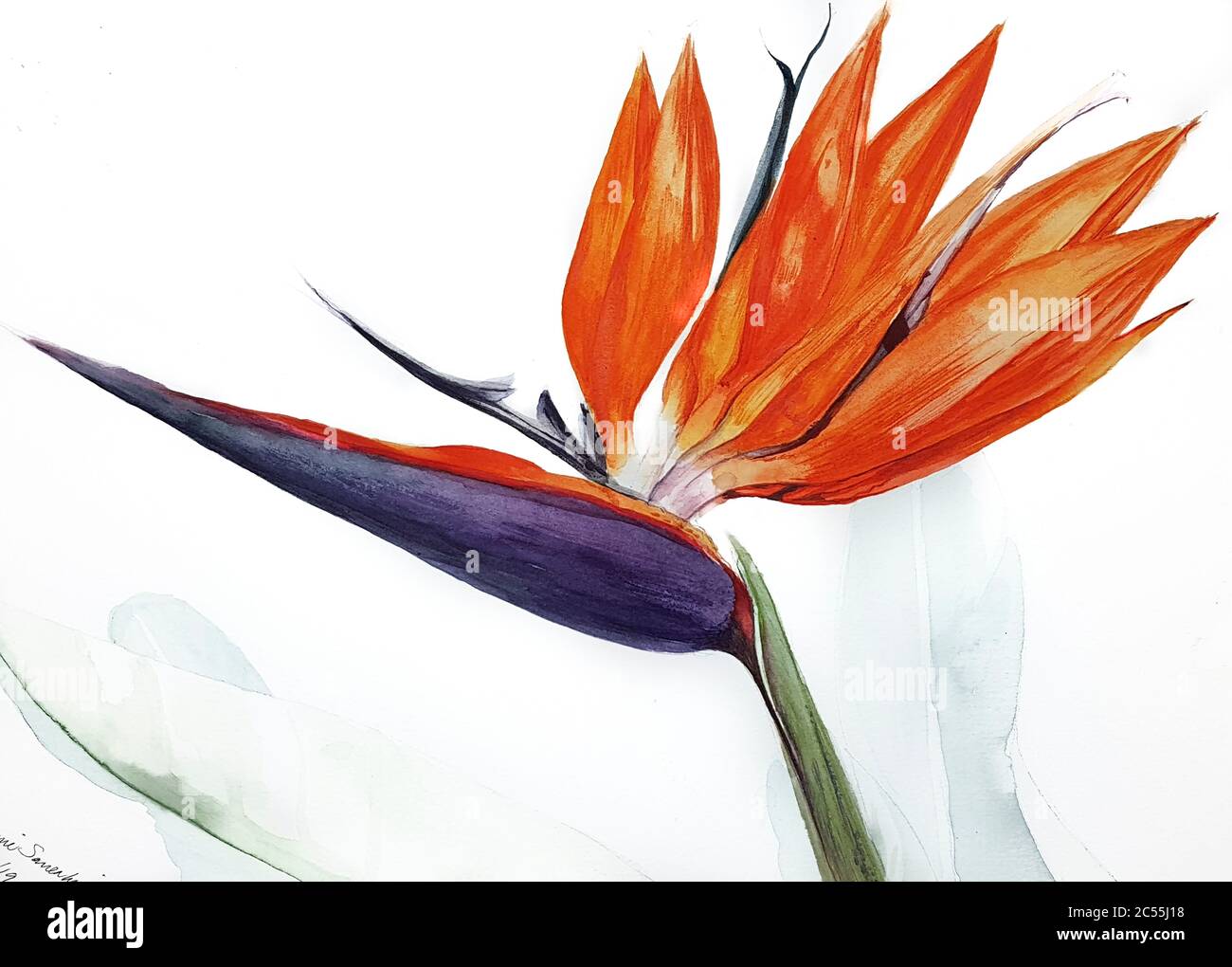 Peinture aquarelle d'une fleur d'oiseau de paradis Banque D'Images