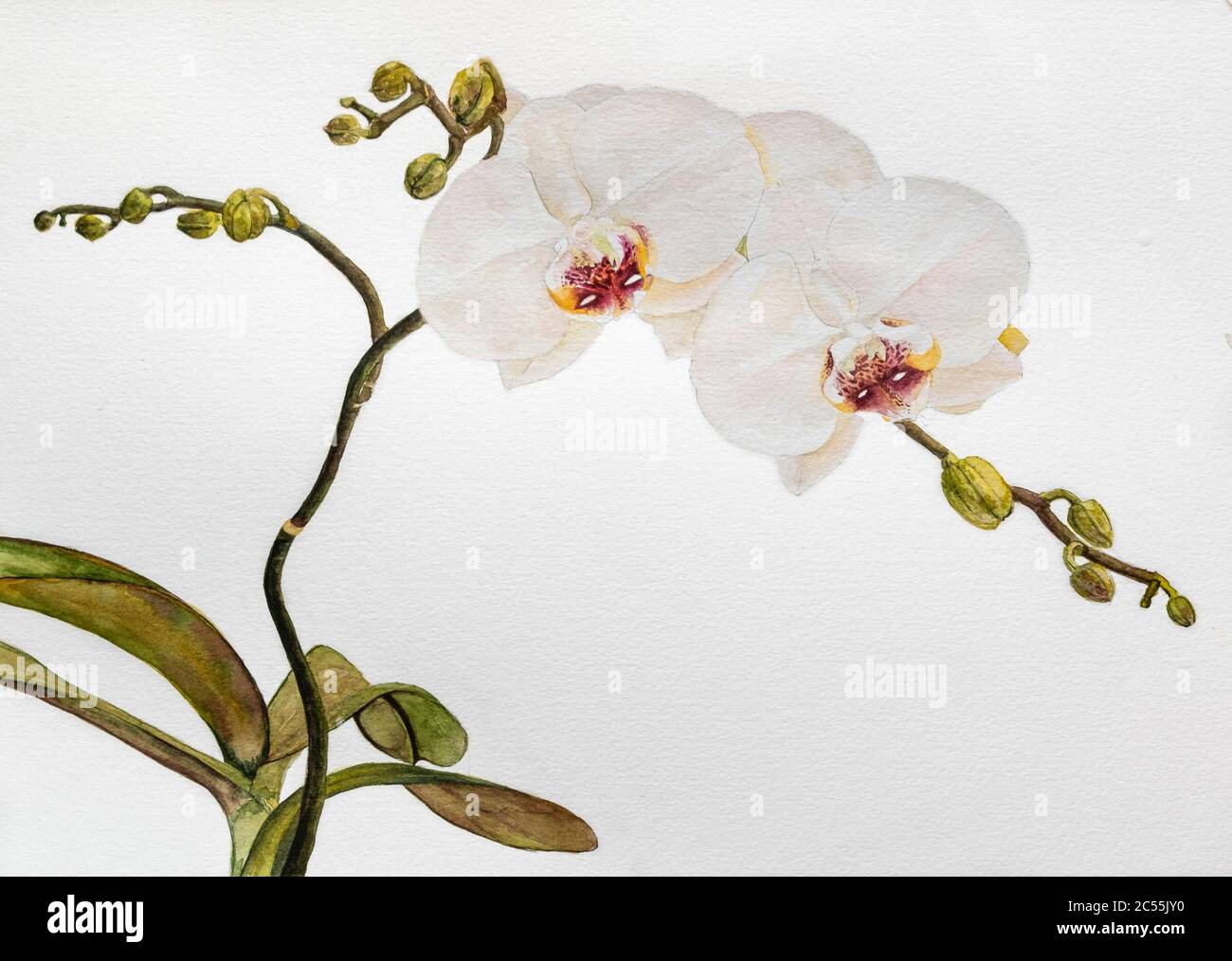 Peinture aquarelle d'une plante blanche d'orchidée Banque D'Images
