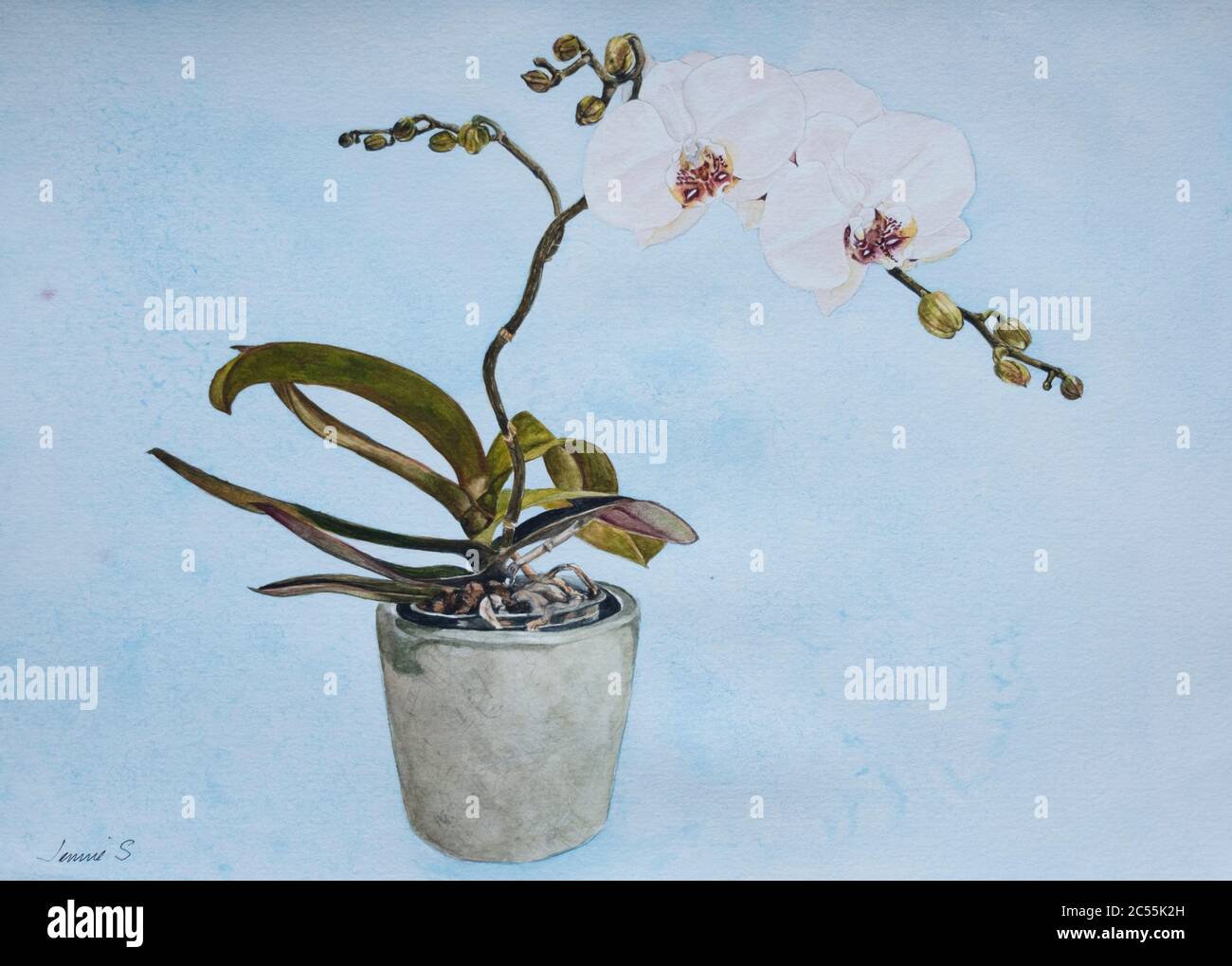 Peinture aquarelle d'une plante blanche d'orchidée Banque D'Images