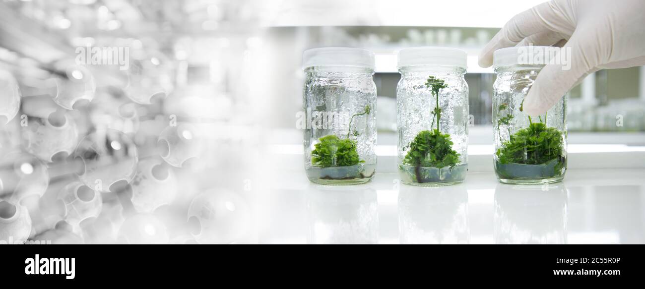 gant portant la main du scientifique trois bouteille en verre de culture de tissus végétaux dans les laboratoires de biotechnologie en sciences de la bannière fond Banque D'Images