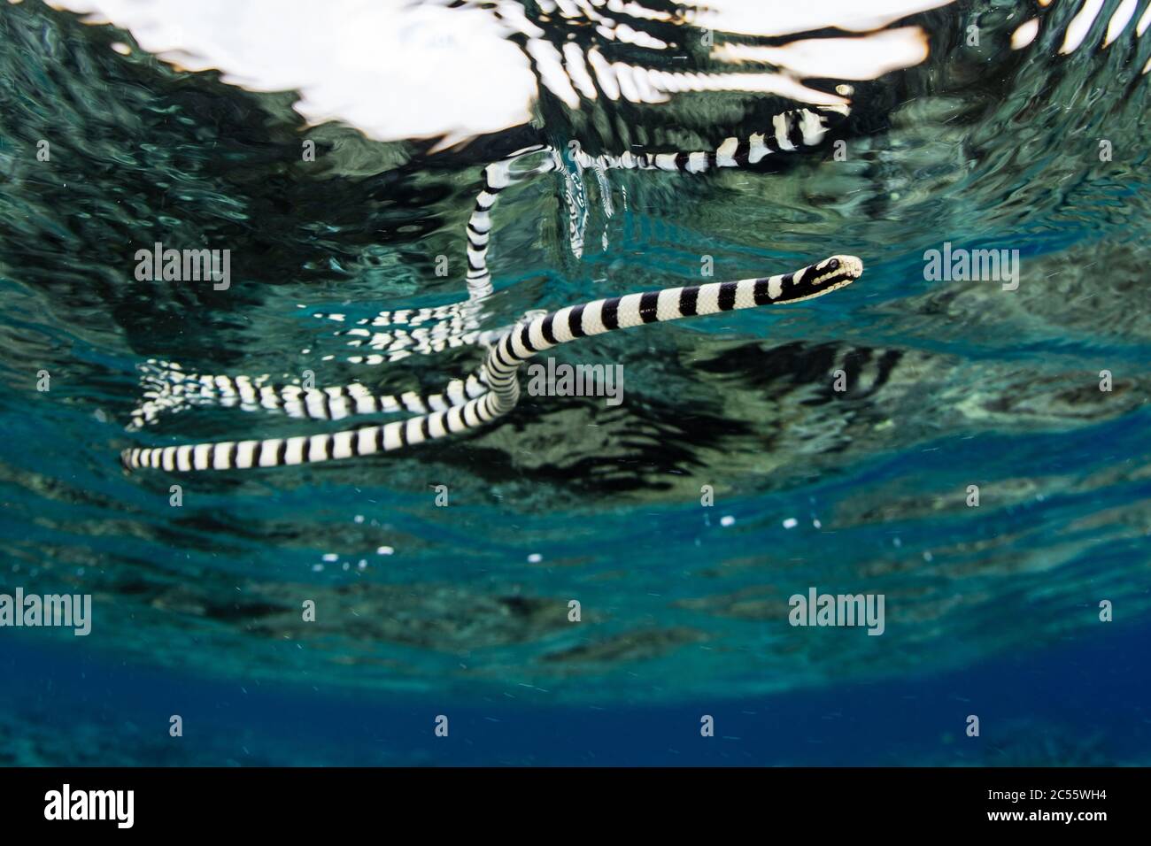 Une krait de mer bandée, Laticauda colubrina, nage juste sous la surface dans l'océan Pacifique tropical. Ces serpents venimeux chassent les petits poissons de récif. Banque D'Images