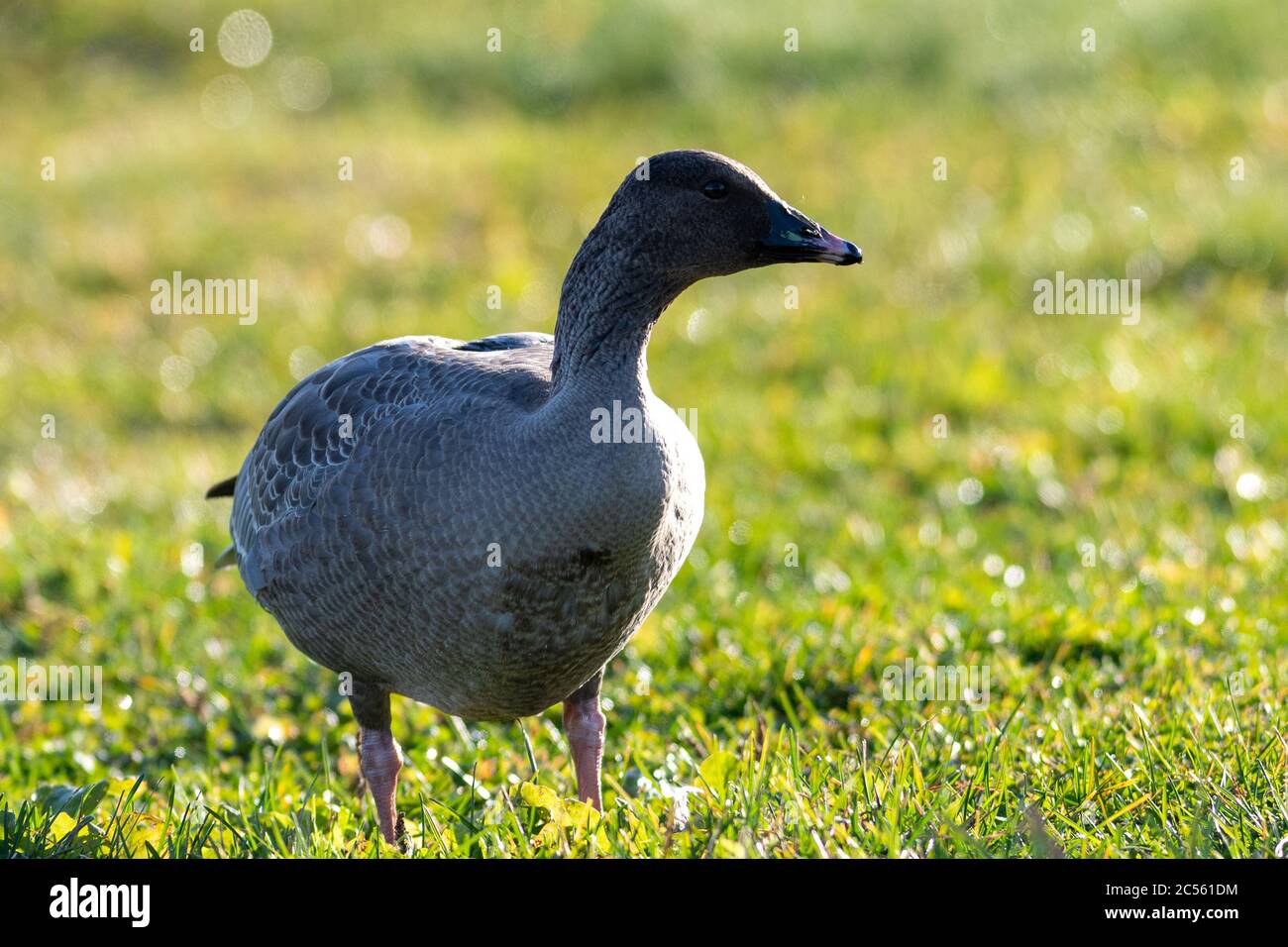 Une oie rose sauvage à pieds se dresse dans un champ d'herbe avec le soleil brille sur son corps. L'oie a une poitrine brune à plumes avec une queue noire et blanche. Banque D'Images