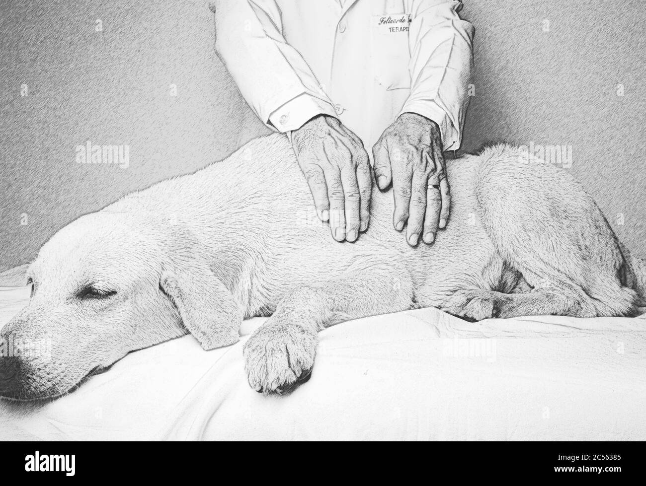 Illustration de l'application de la technique japonaise Reiki sur un chien Banque D'Images