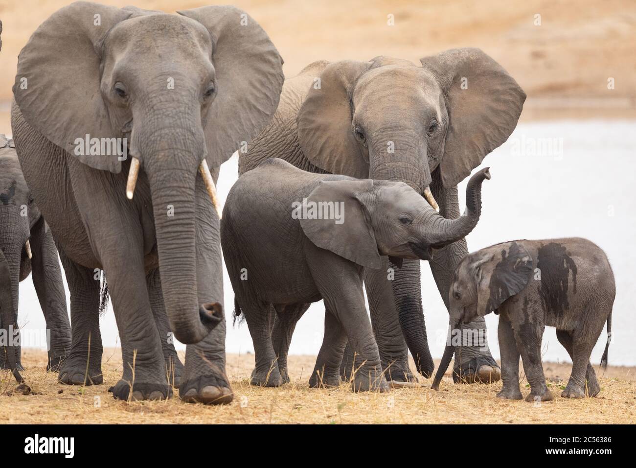 Petit troupeau d'éléphants debout ensemble au bord de l'eau dans le parc Kruger en Afrique du Sud Banque D'Images