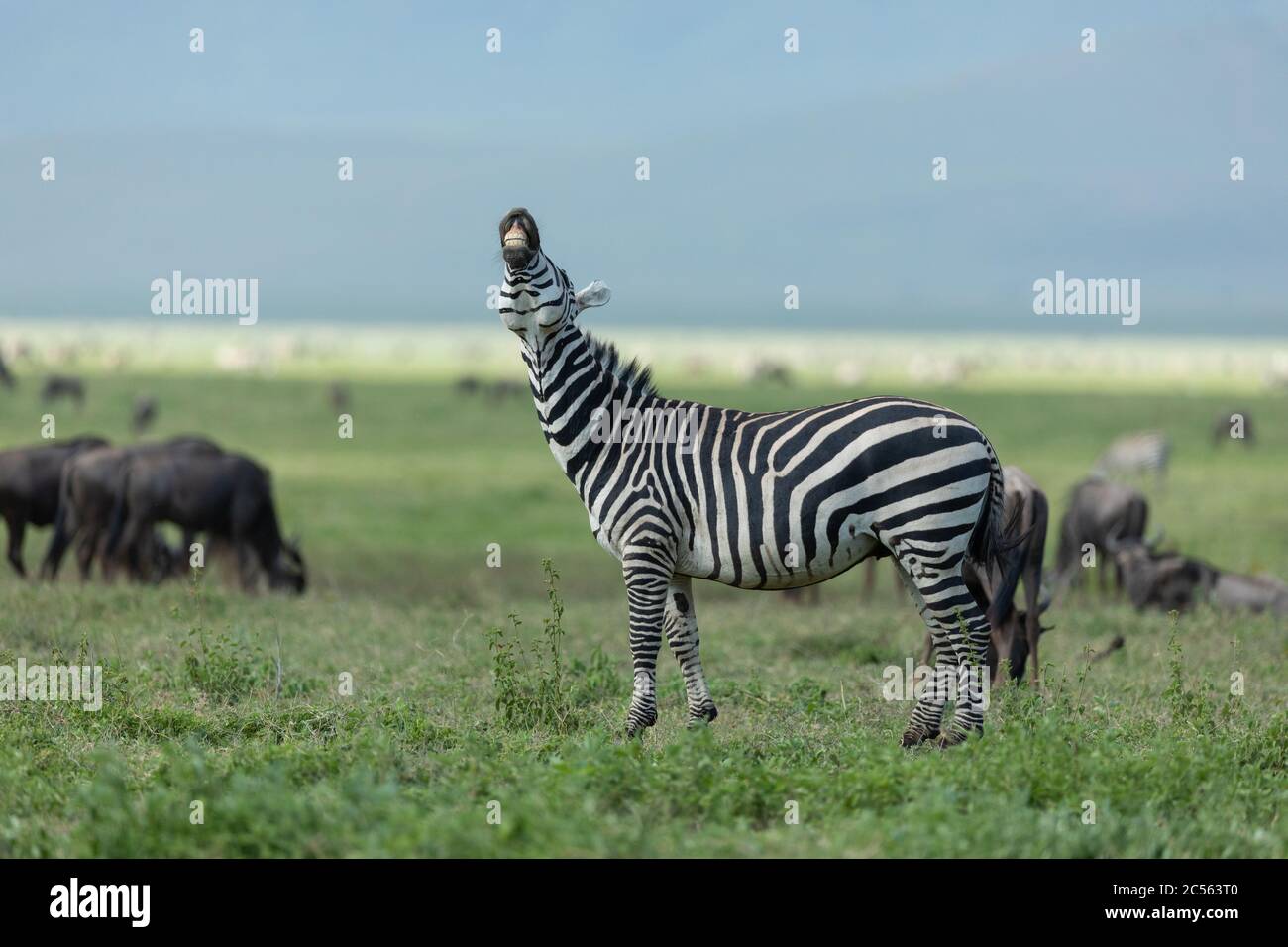 Zébra souriant montrant des dents parfaites debout parmi les plus sauvages nourrissant dans les plaines du cratère de Ngorongoro en Tanzanie Banque D'Images