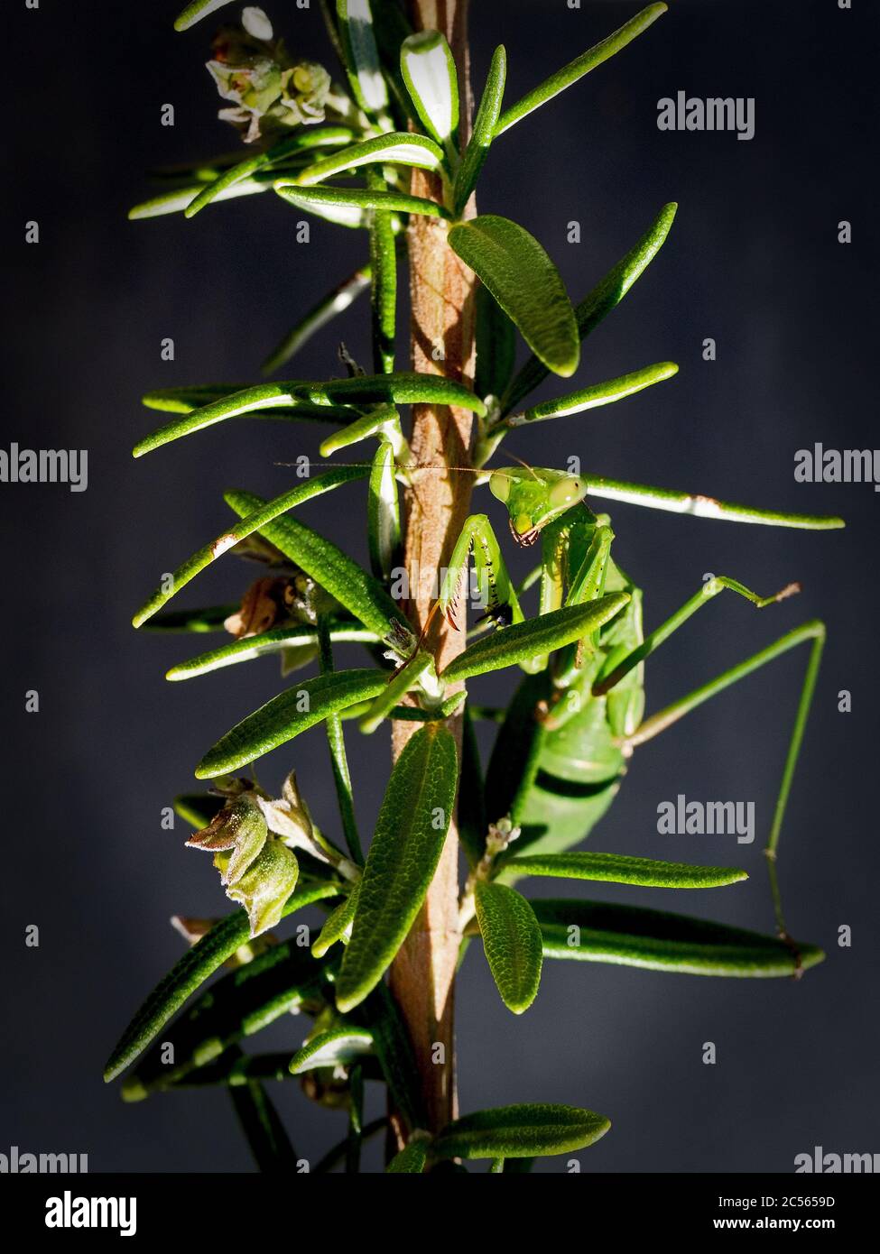 Prêchez Mantis sur un jardin de rosier. Victoria, Australie. Banque D'Images