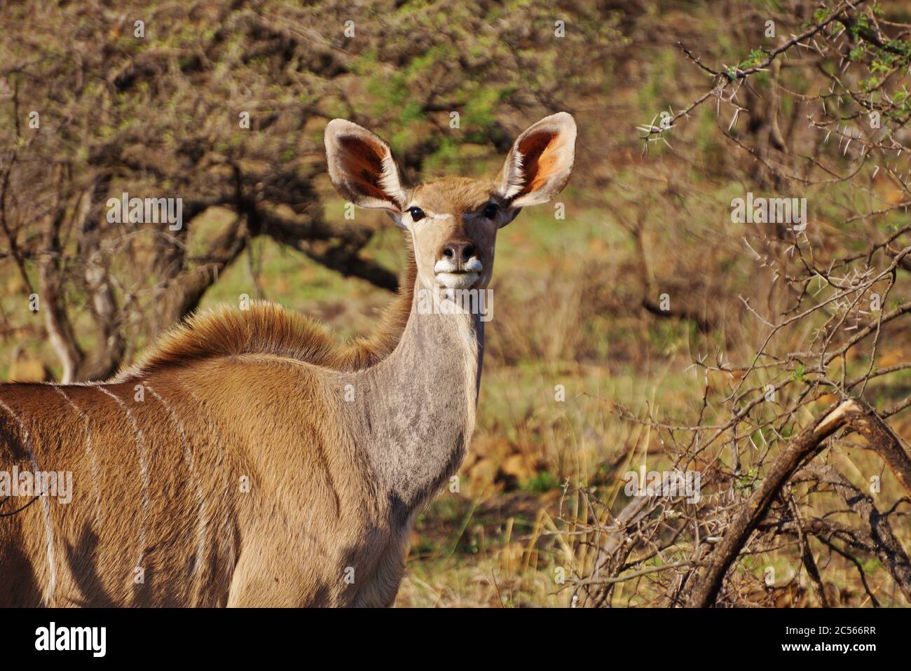 Portrait d'une femme Kudu en Afrique du Sud. Banque D'Images