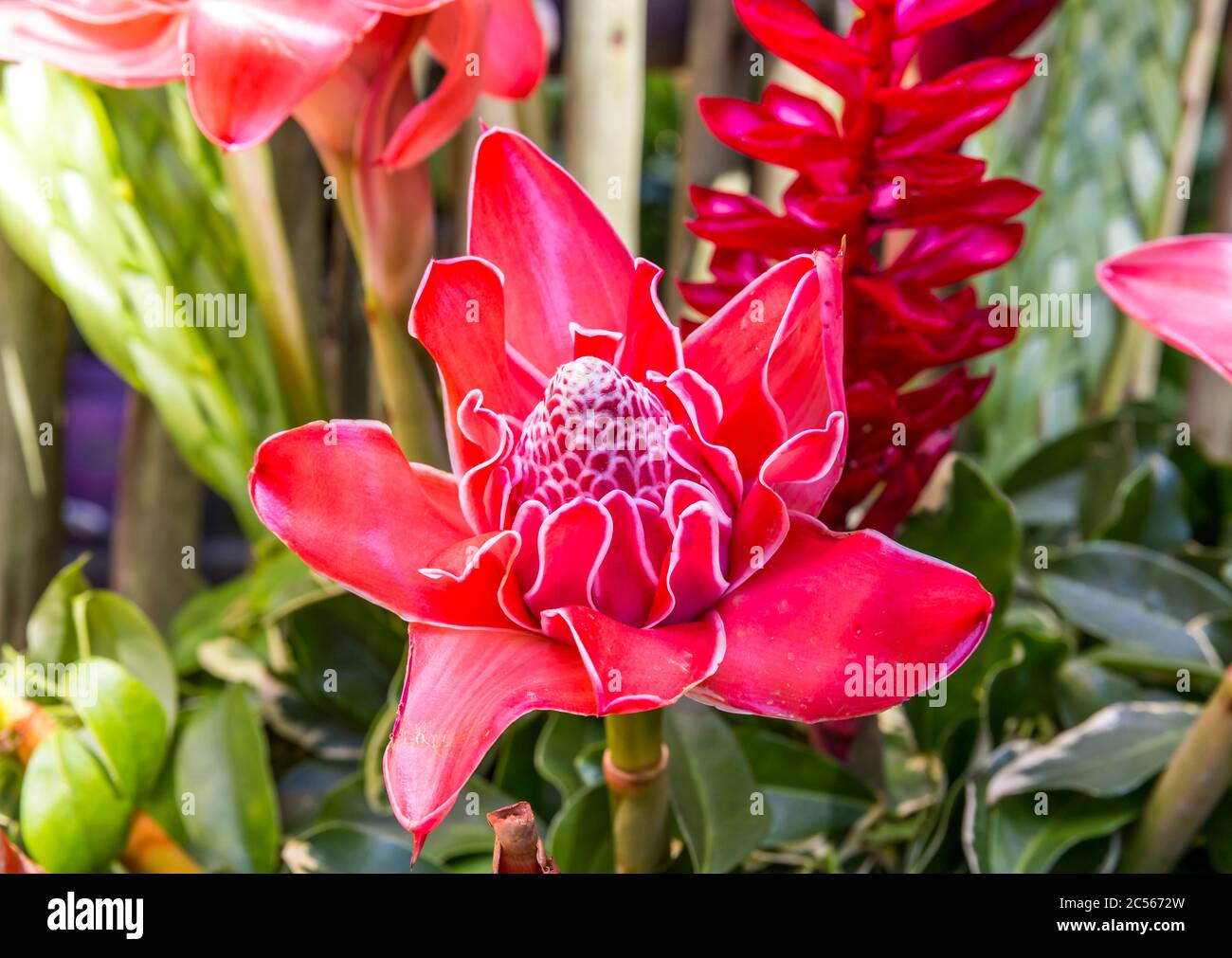 Gingembre flambeau (Etlingera elatior), fleur de gingembre, jardin botanique, Victoria, île de Mahé, Seychelles, Océan Indien, Afrique Banque D'Images