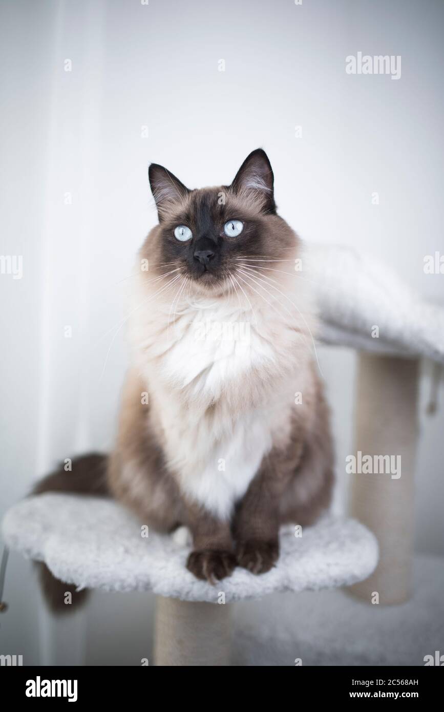 portrait d'un chat ragdoll assis sur un poteau de grattage Banque D'Images